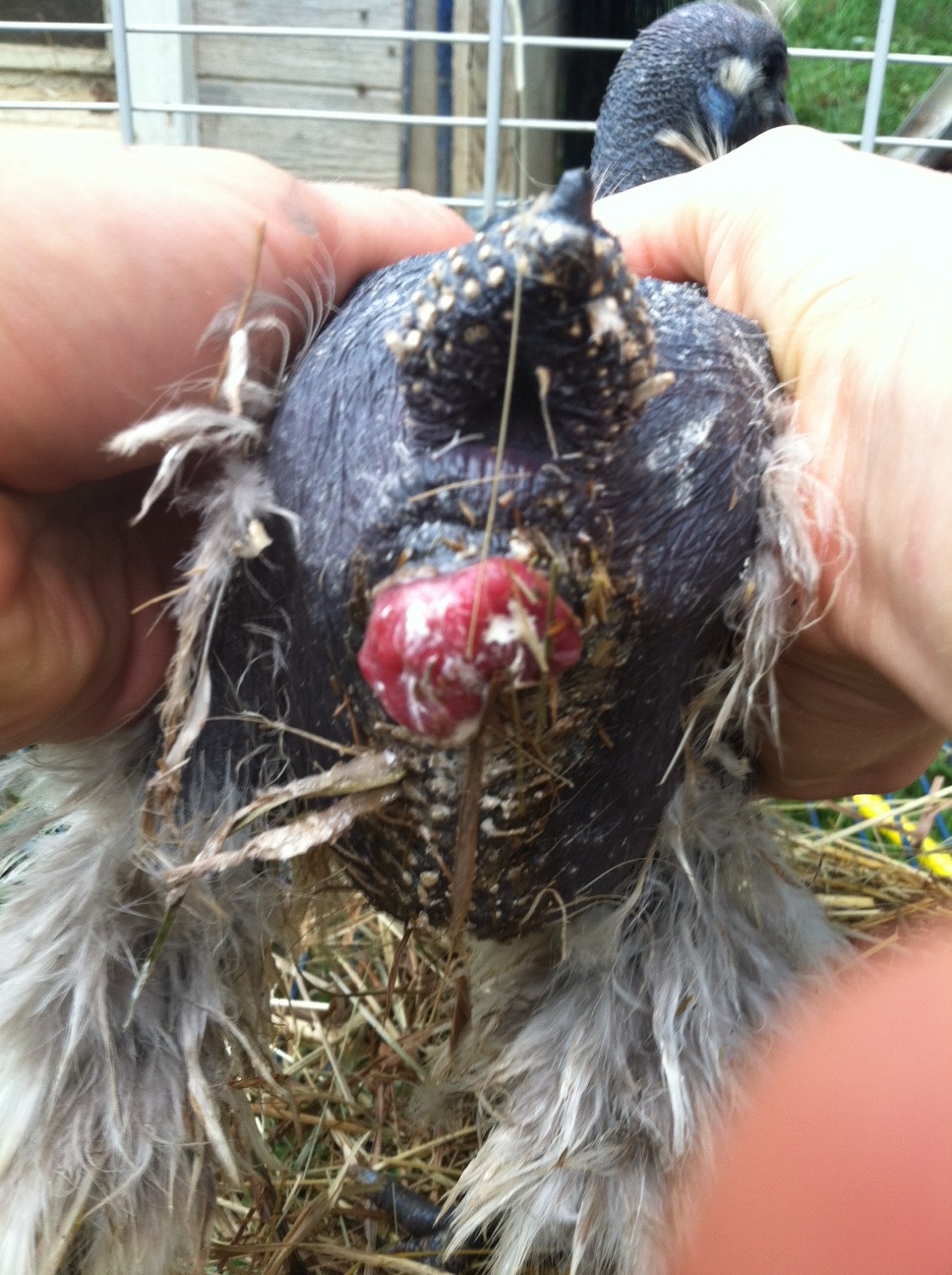 Problem chicken - any advice to help this lil hen?
