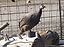 Processed By eBay with ImageMagick, R1.1.1.M1