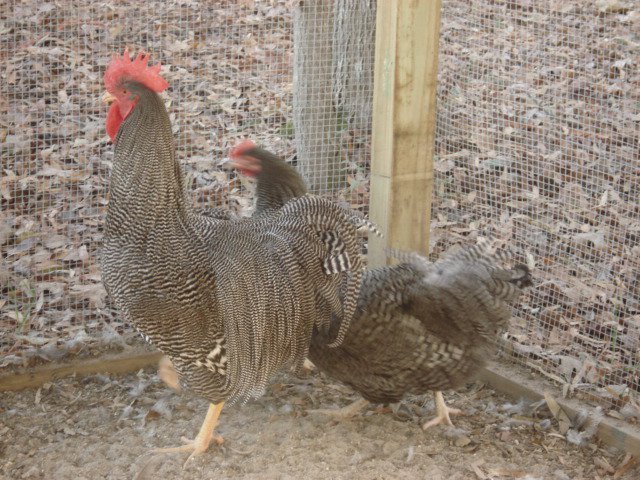 Processed By eBay with ImageMagick, R1.1.1.M2b