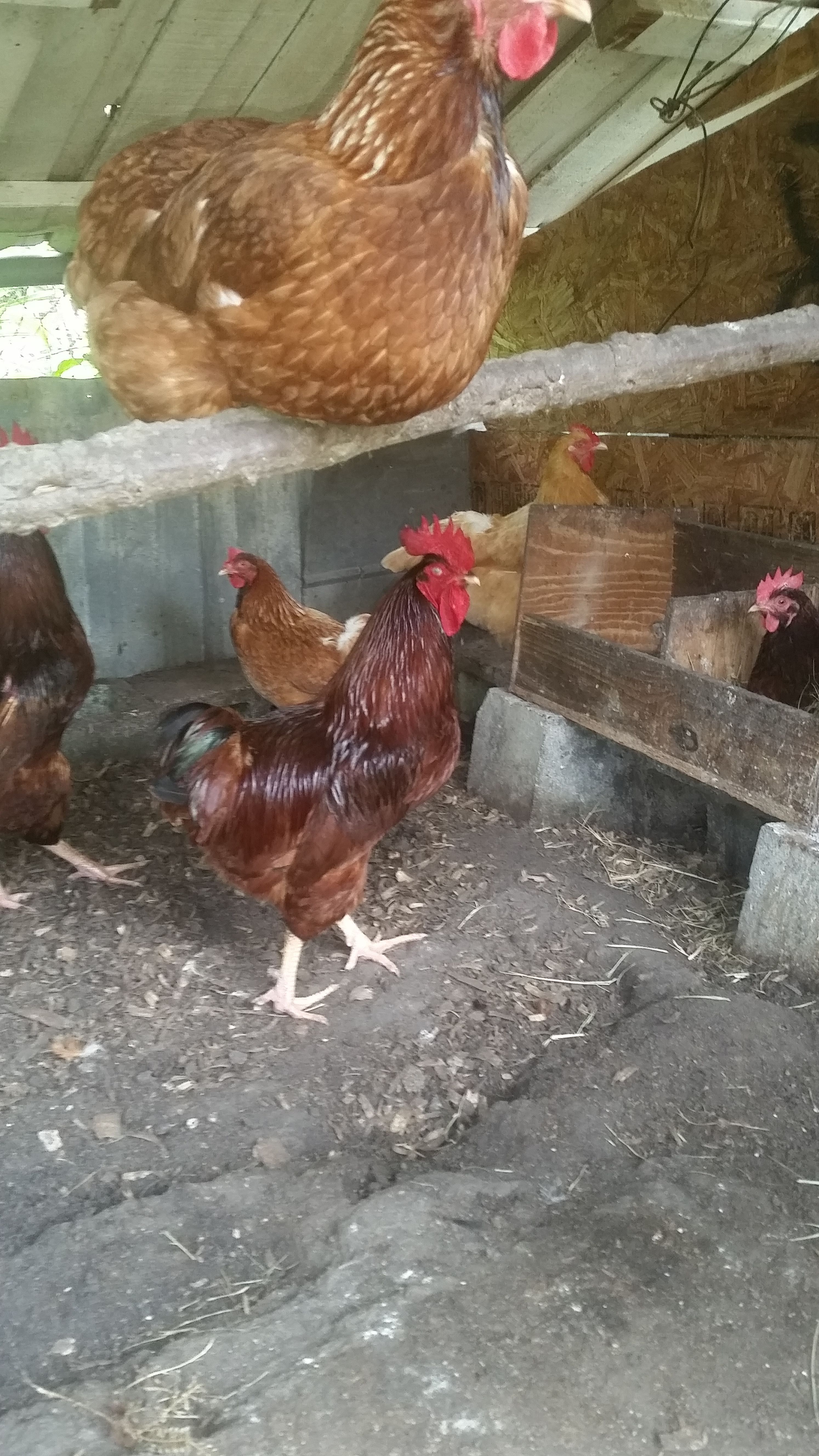 production and Rhode island red pen