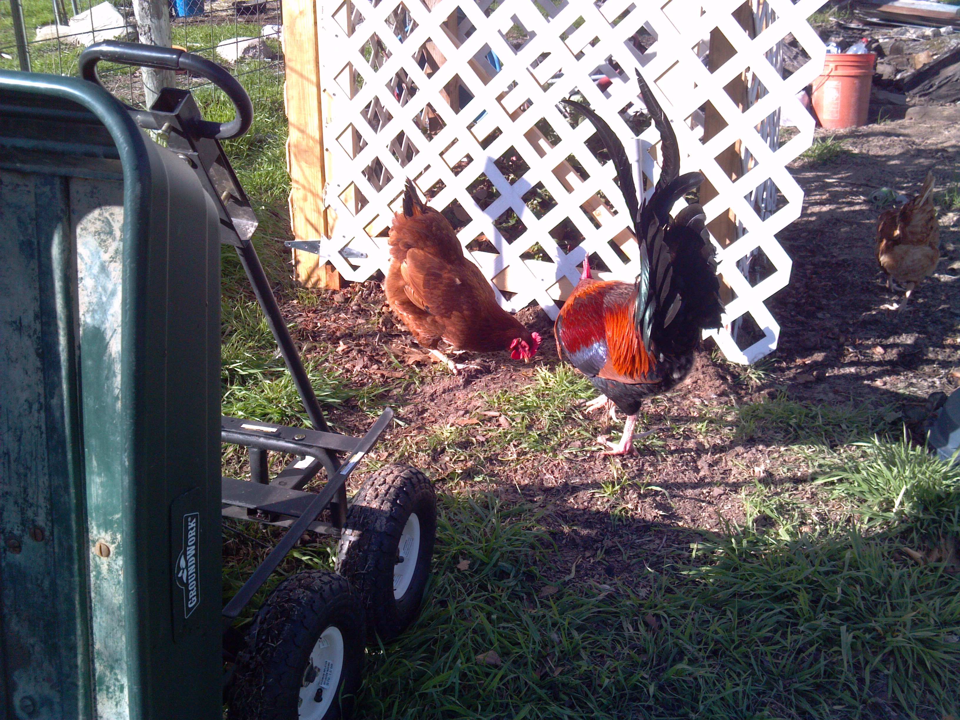 production red hen, game rooster i raised out of an old set of hens and rooster hes 3 1/2 yrs old