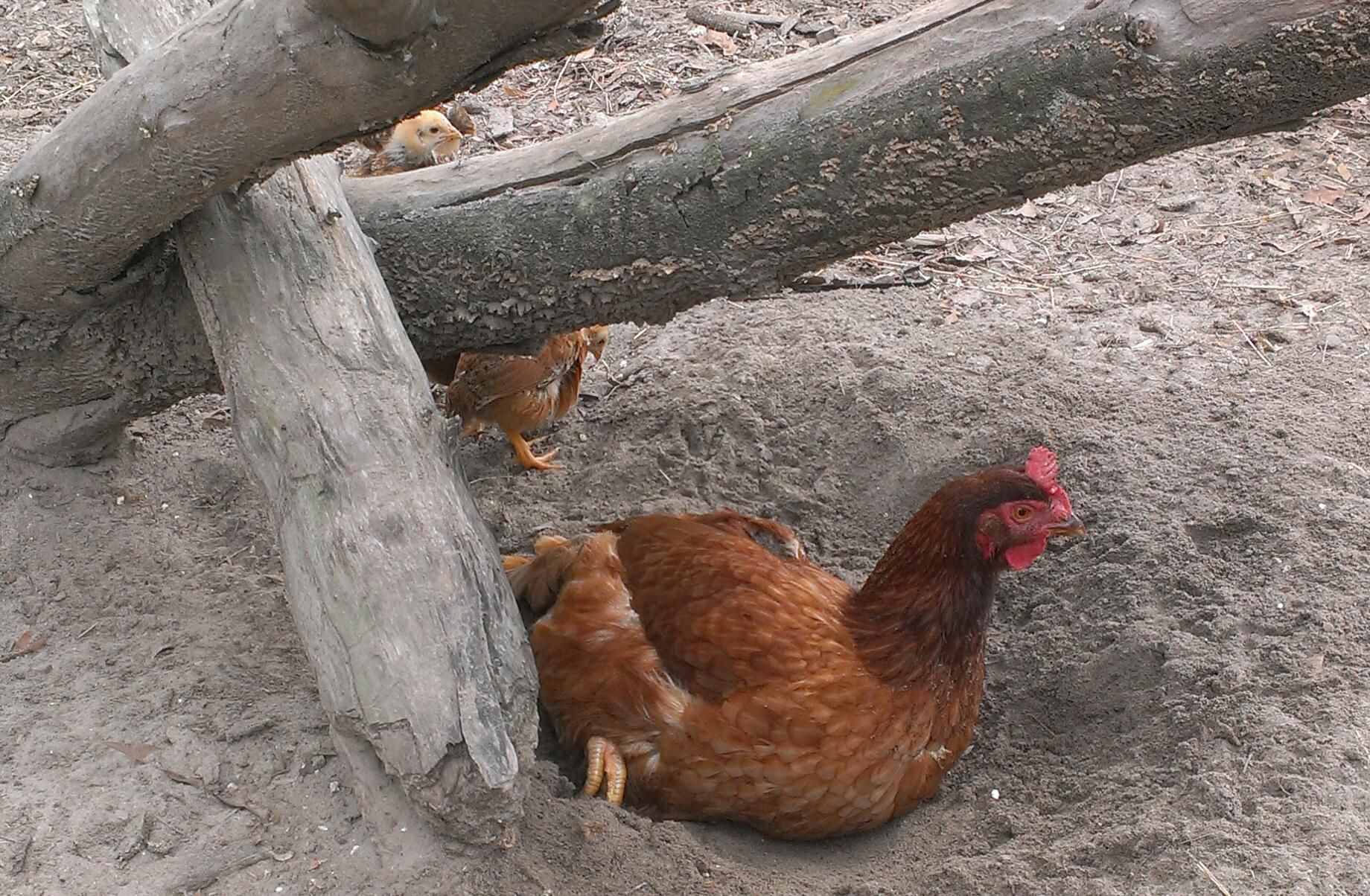 Production Red Hen