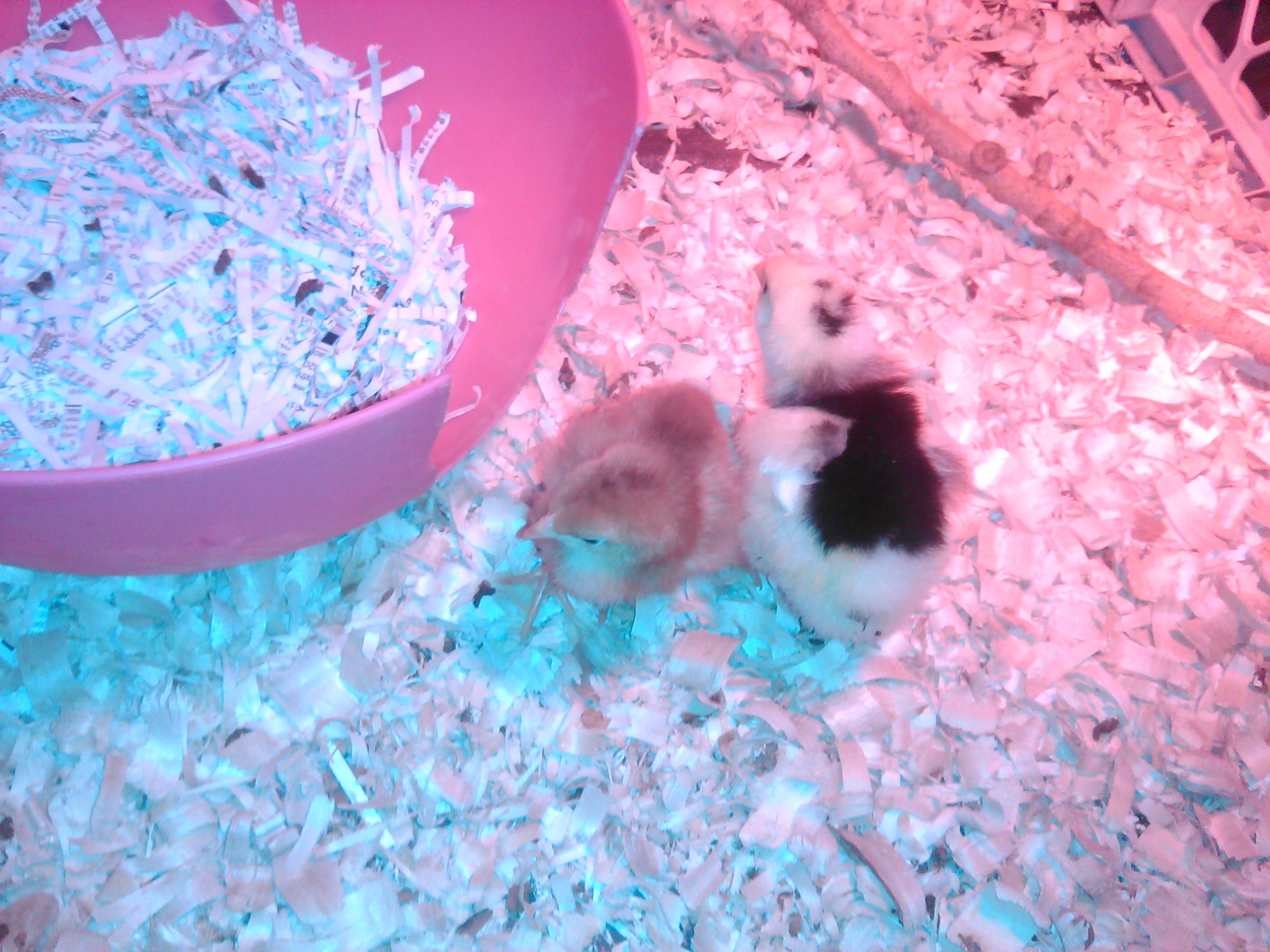 Production Red
Mottled Java