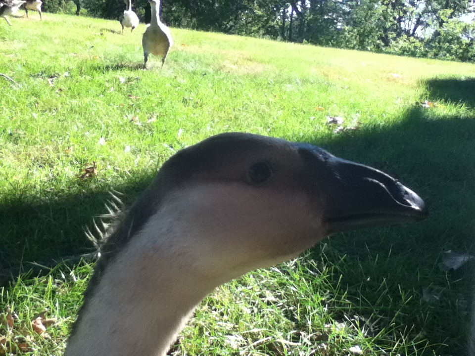 Profile view of Sissy the African Goose age 7 weeks.
