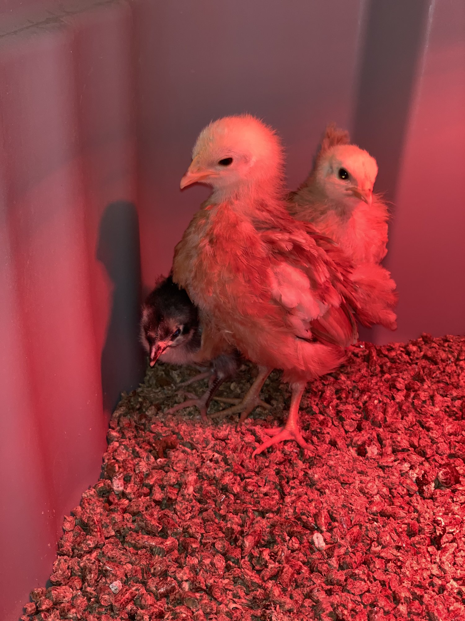 Protecting the little one
