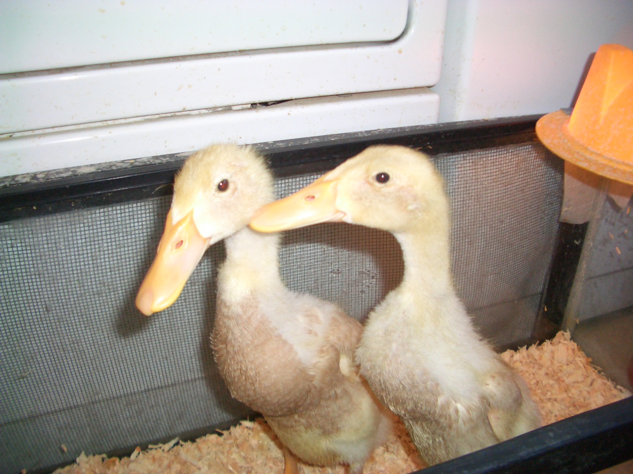 Proud Parents when young