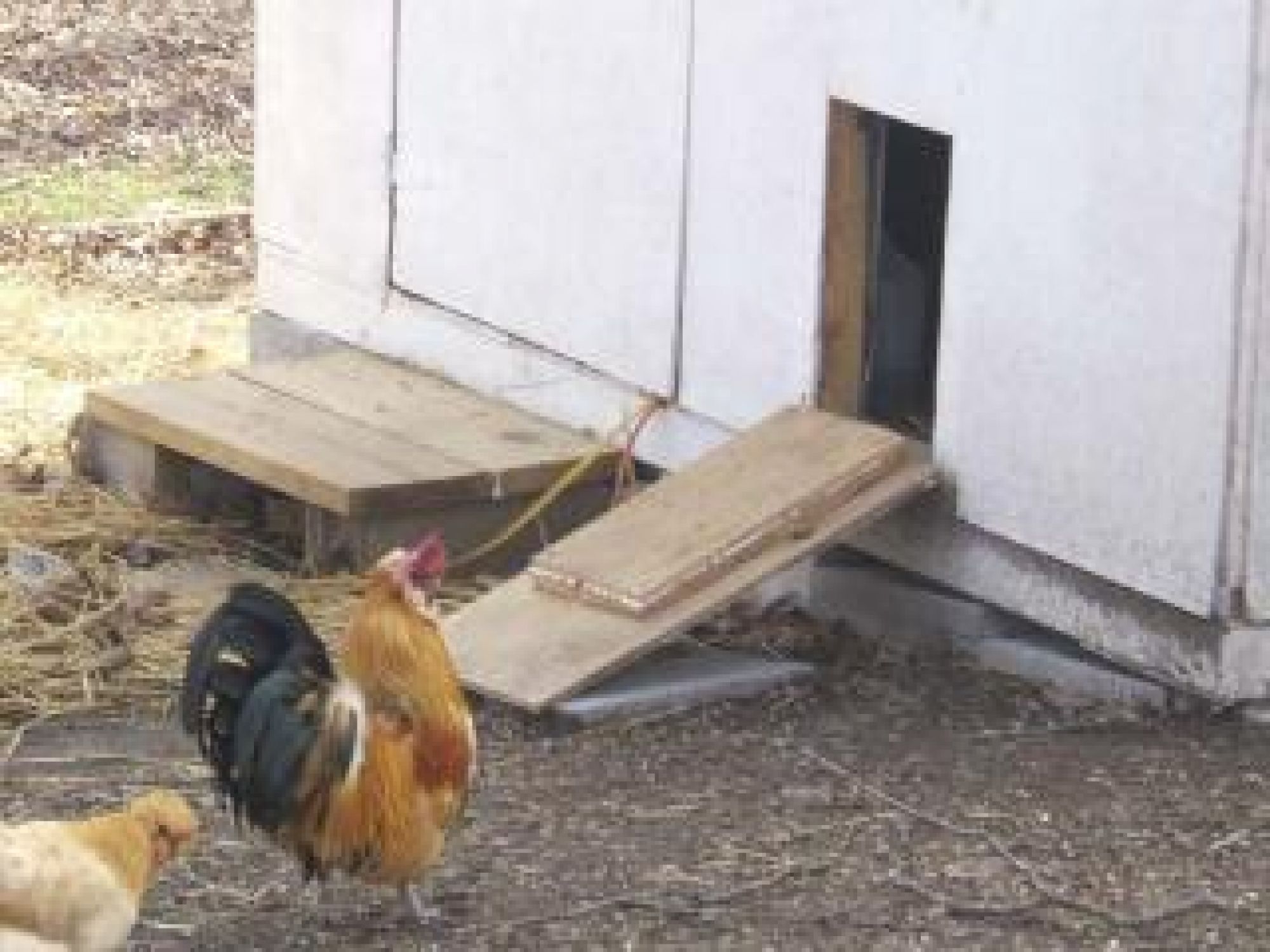 Proud Rocky the Rooster is leading his flock into the chicken house for the evening.