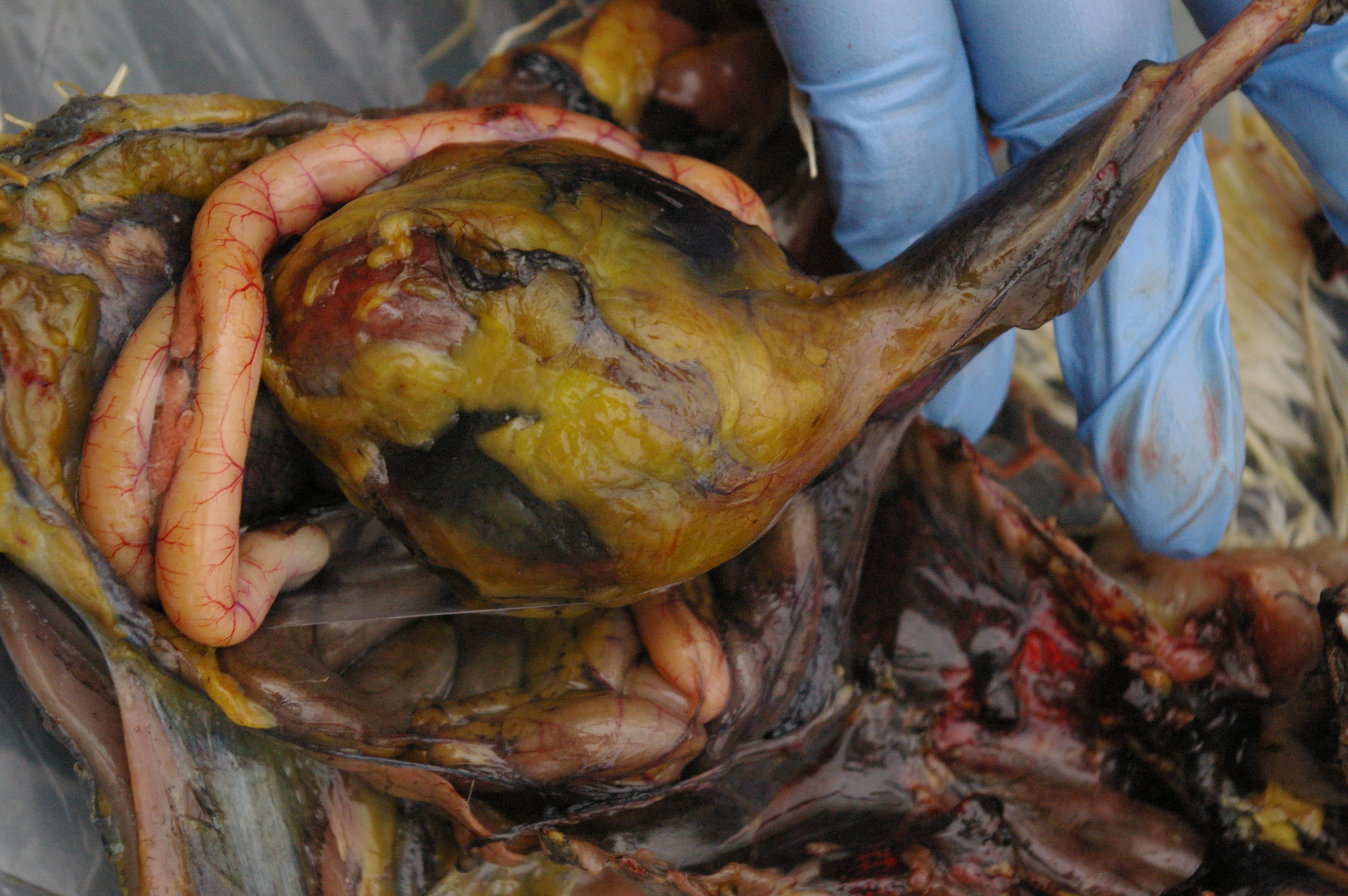 Proventricular on my fingers, Leads to the Gizzard.