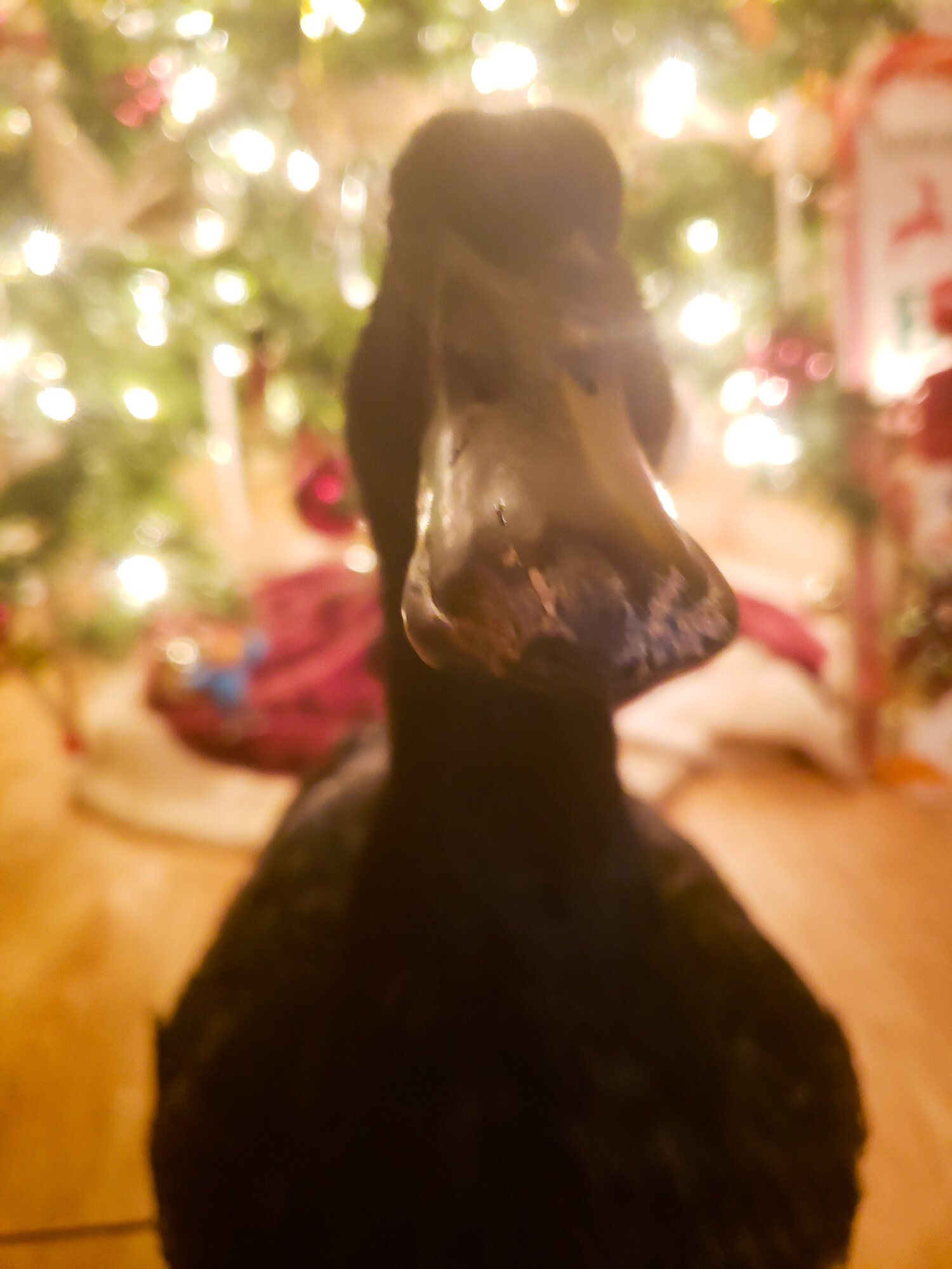 PSX_20201124_173800.jpg