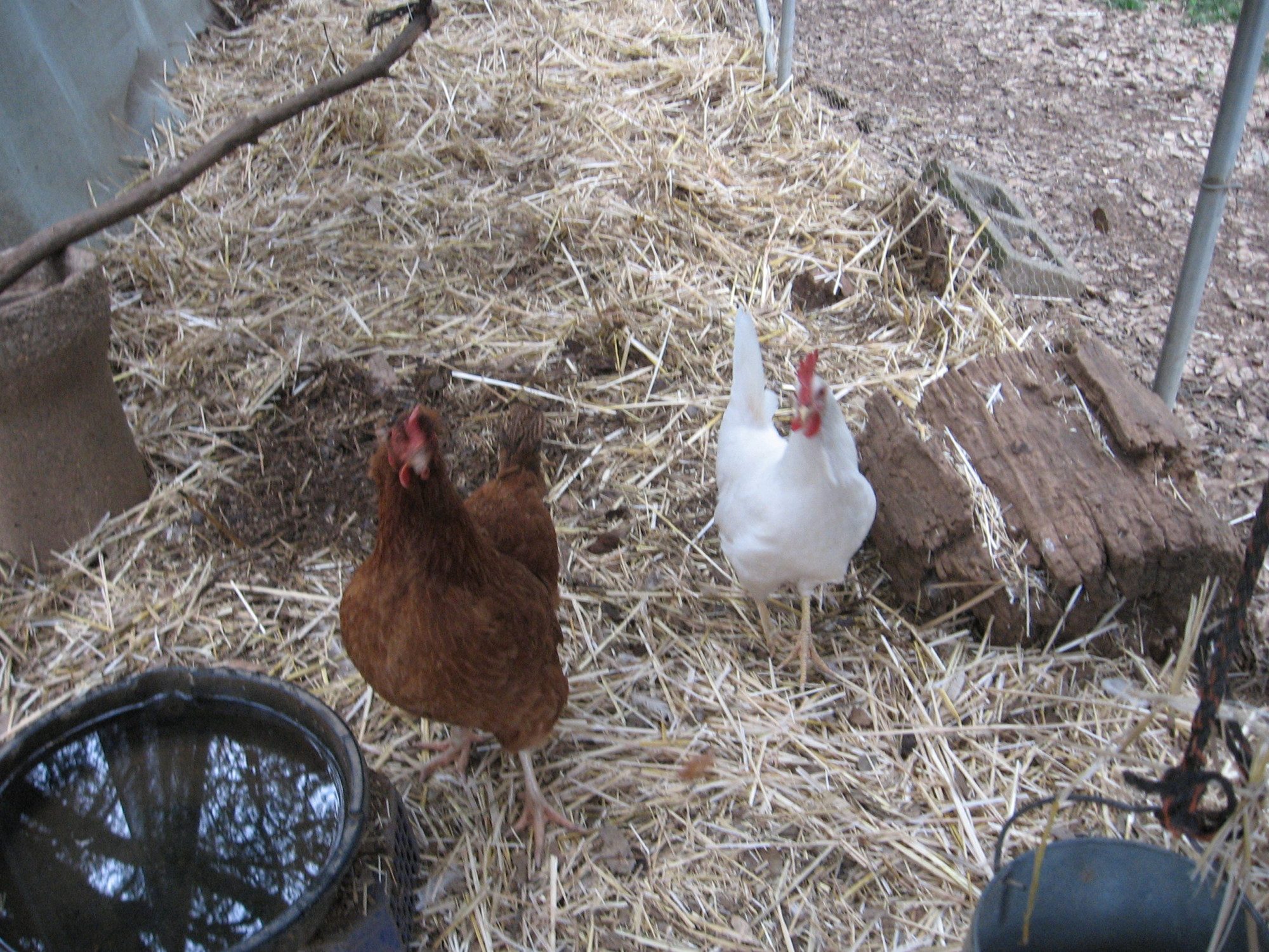 Psycho bird and her friend.   The sexlink is laying, but the leghorn has not laid for at least 6-8 months.  Why do I even keep her?