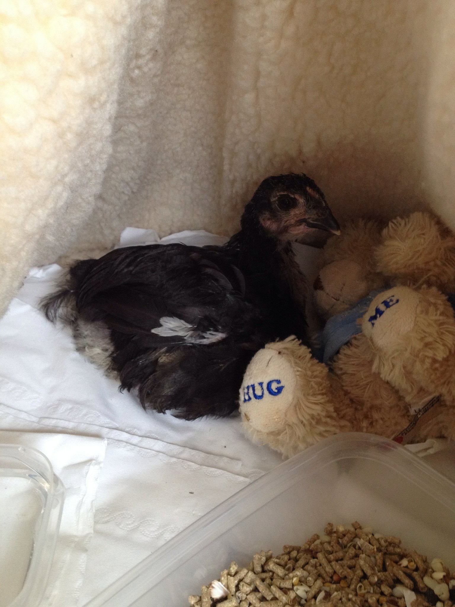 Pudding.. attacked by a rat with a broken leg. I adopted her from a neighbour that would have culled her. I'm hoping she will recover fully. She's a copper Maran and she's a sweetie pie. She loves her teddy :)