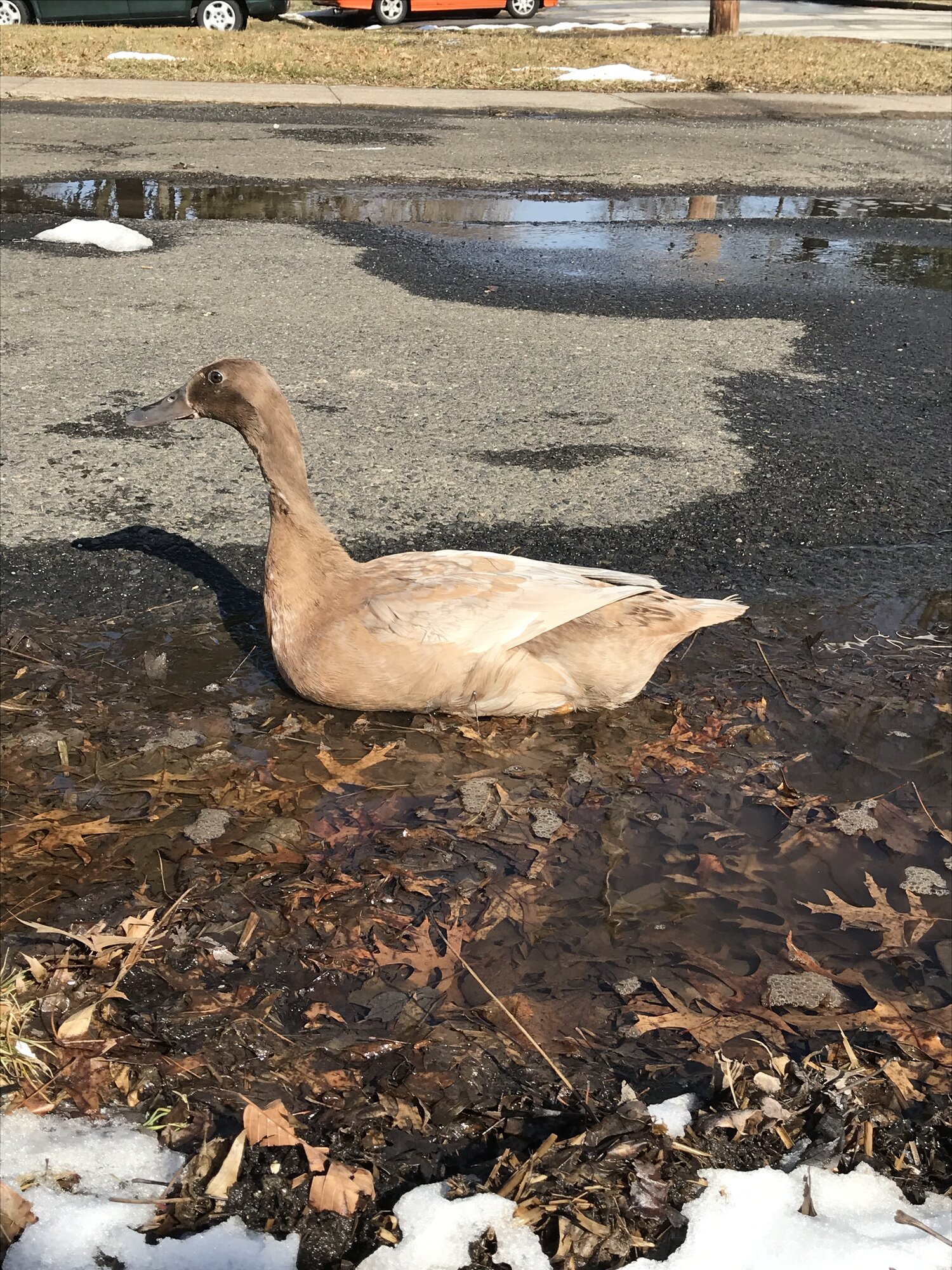 Puddle fun