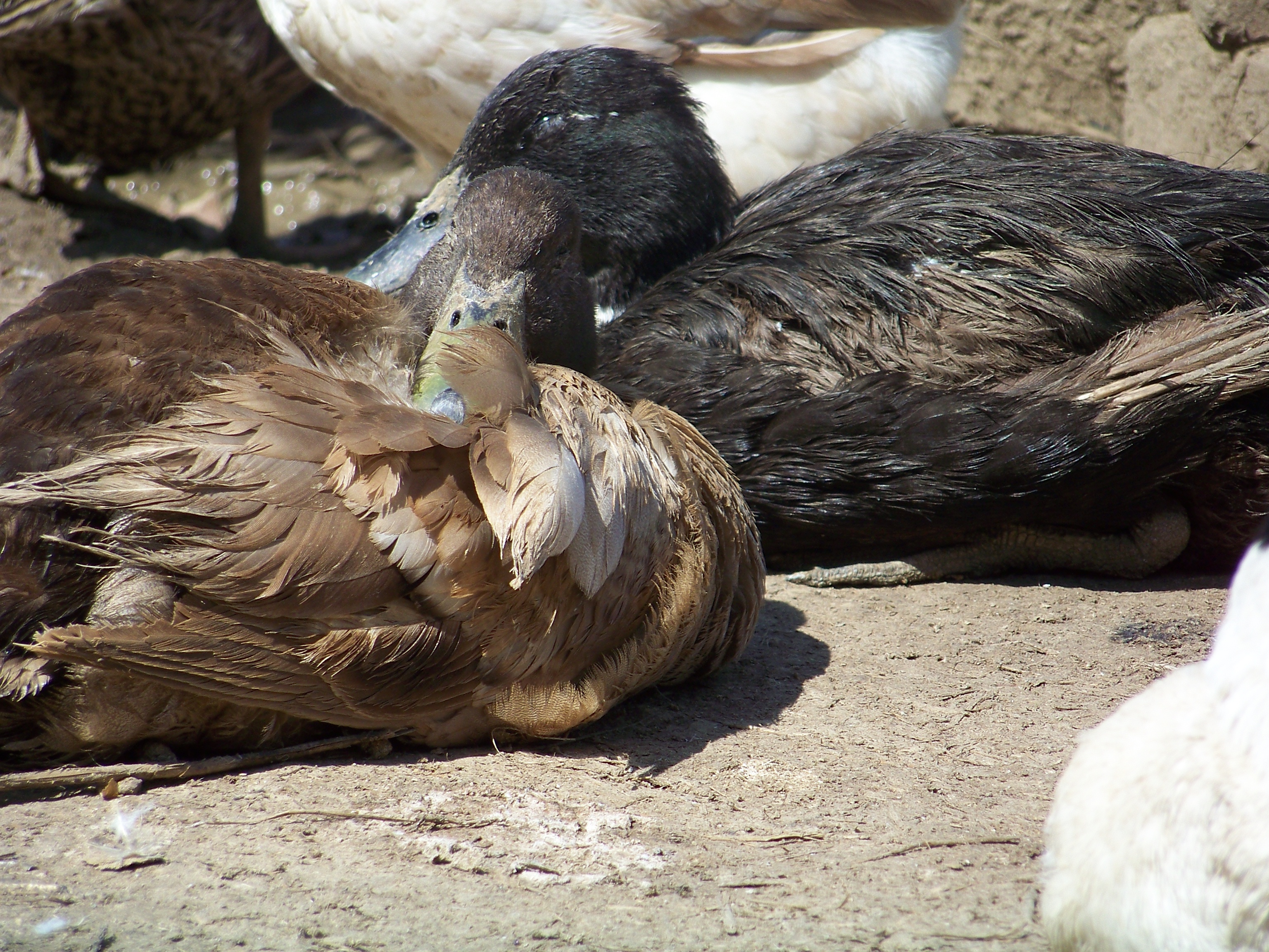 "Puddle" (tiny Khaki Campbell ((mix?))) chilling in front, with "Goliath" (black mutt ((Cayuga x Runner x ?))) behind.