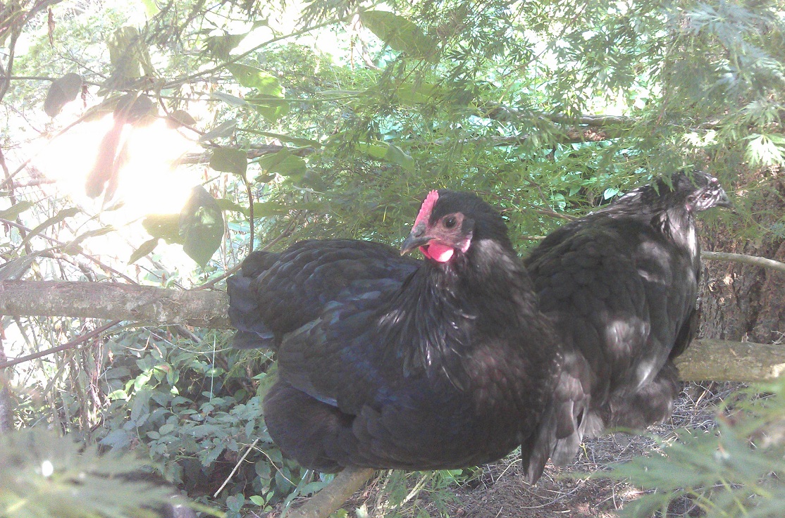 Pudge and Pengin love sitting in the Japanese maple.