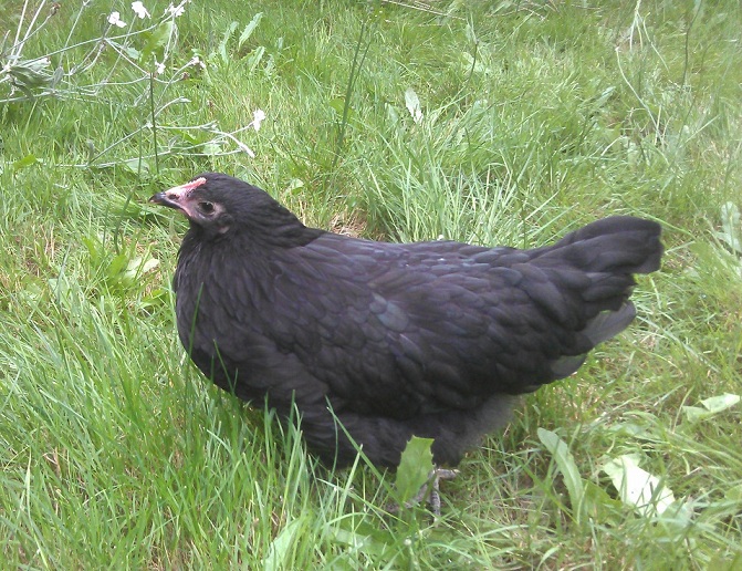Pudge is one of my Australorps.  She's a lap magnet!