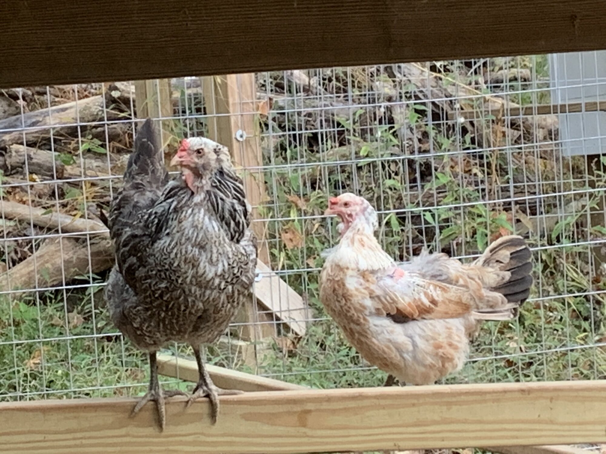 Puff and Bertha, my Easter Egger hens