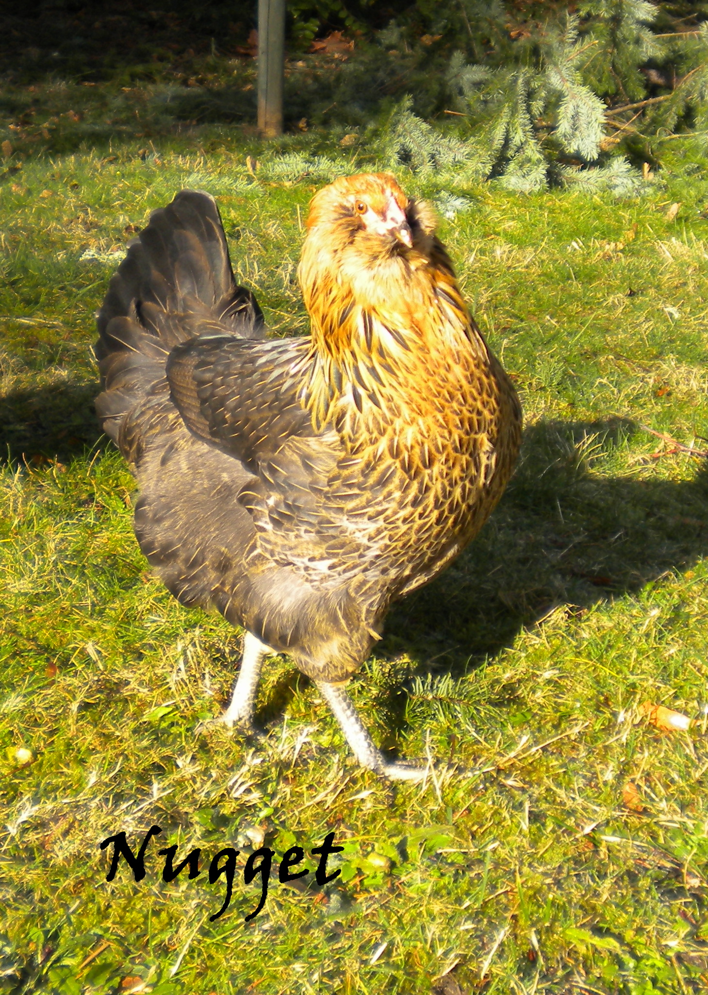 Puff at 5 months - Easter Egger

RIP - died at about 2 years of internal laying, It came on suddenly and she died within 24 hours.

Big girl! Timid and a bit skittish but once caught, will settle into the lap and relax. 
"Talks" to you - looks straight into your eyes and softly goes "bpga bhgah bph bph".
Lays extra large blue-green eggs.