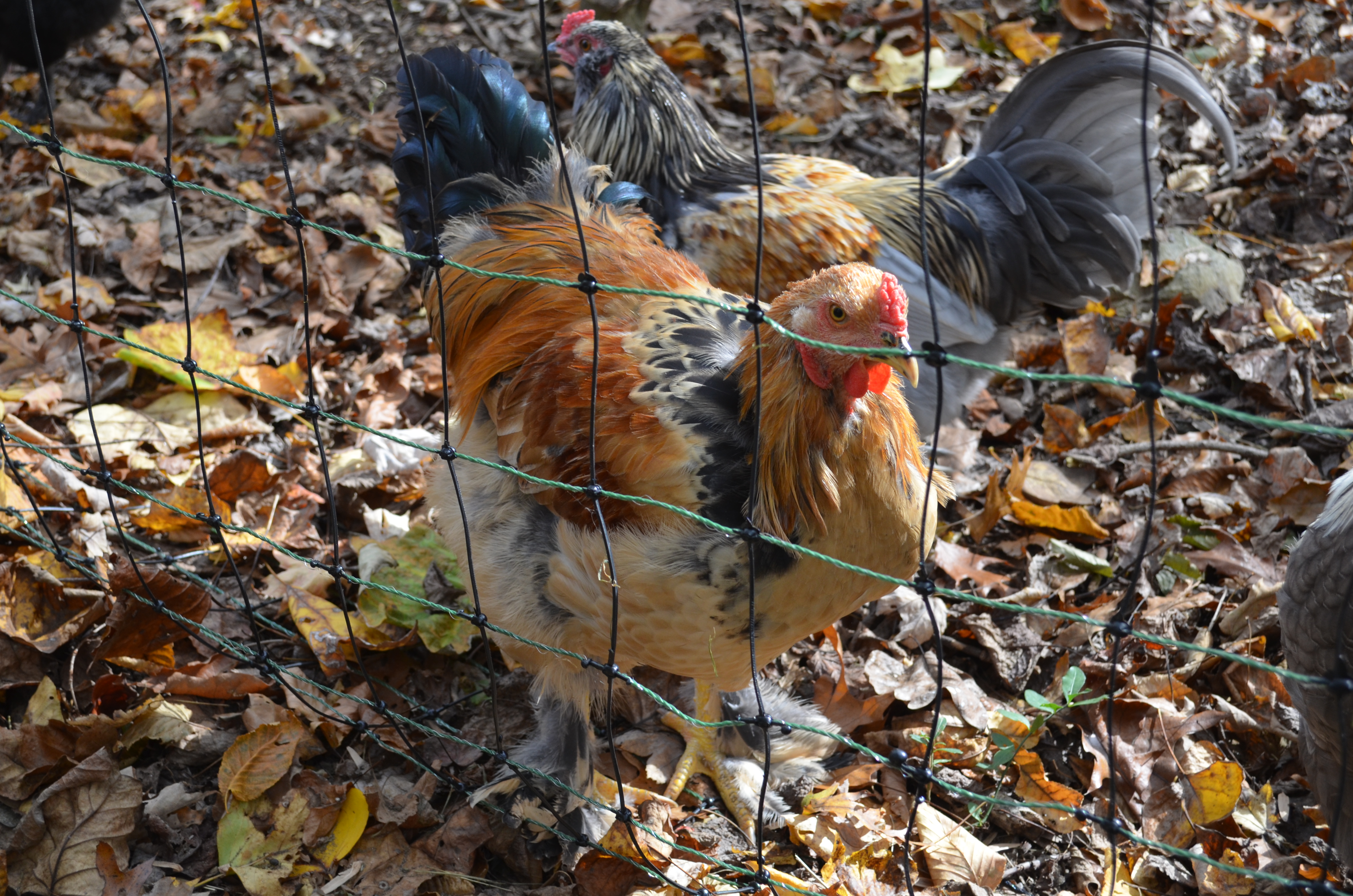 Puff - Buff Brahma (19 weeks)