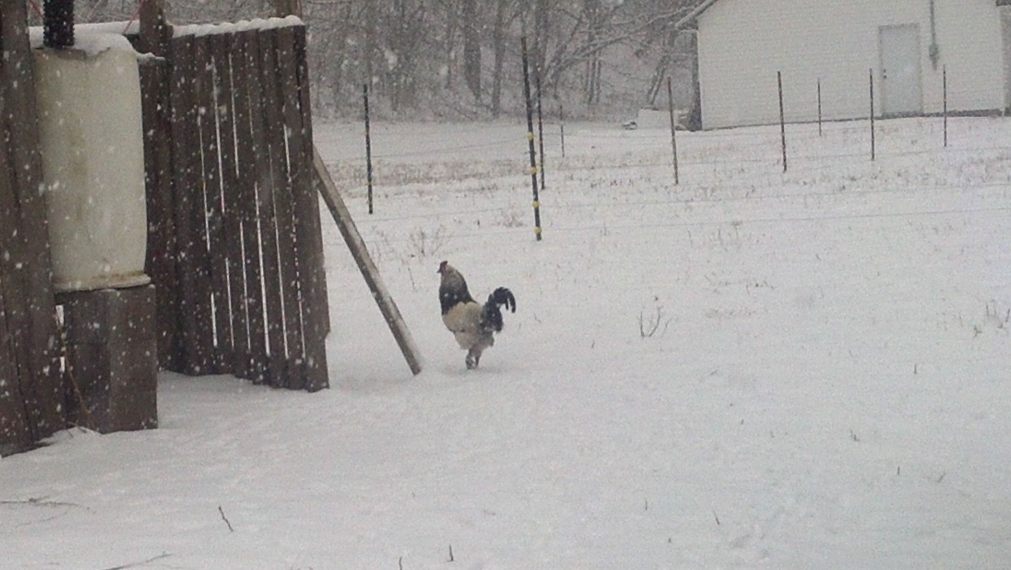 Puff in the snow (mixed breed)