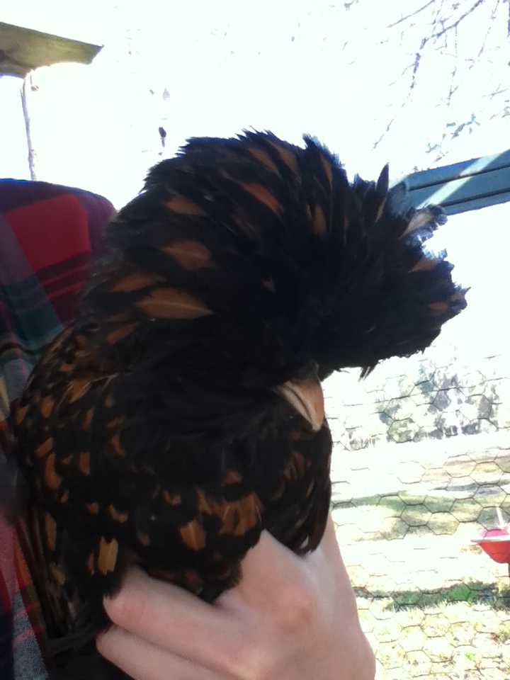 Puff, my polish hen.