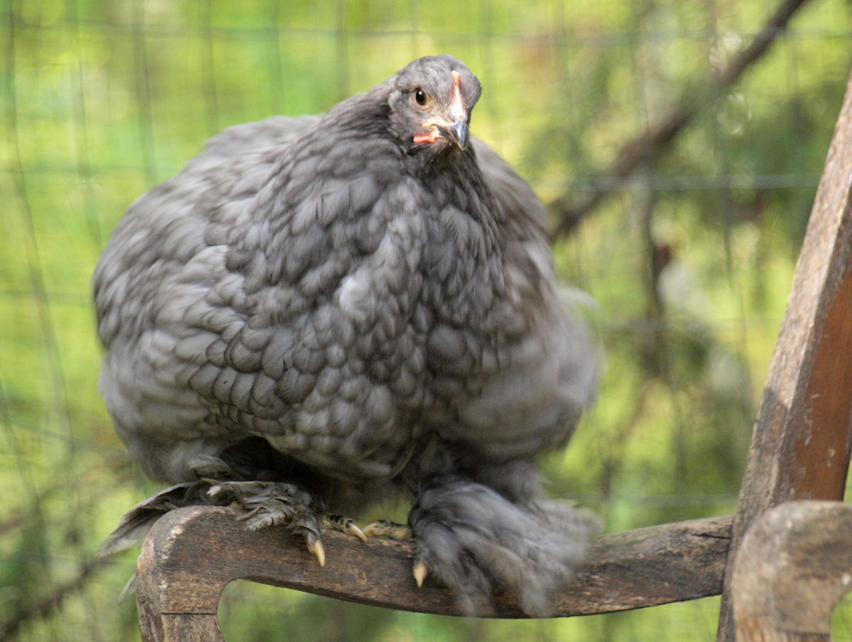 puffed up blue cochin