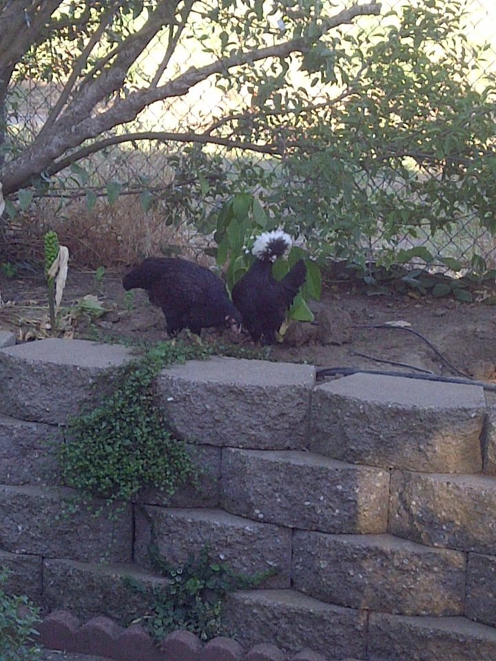 Puffin and Egglatine