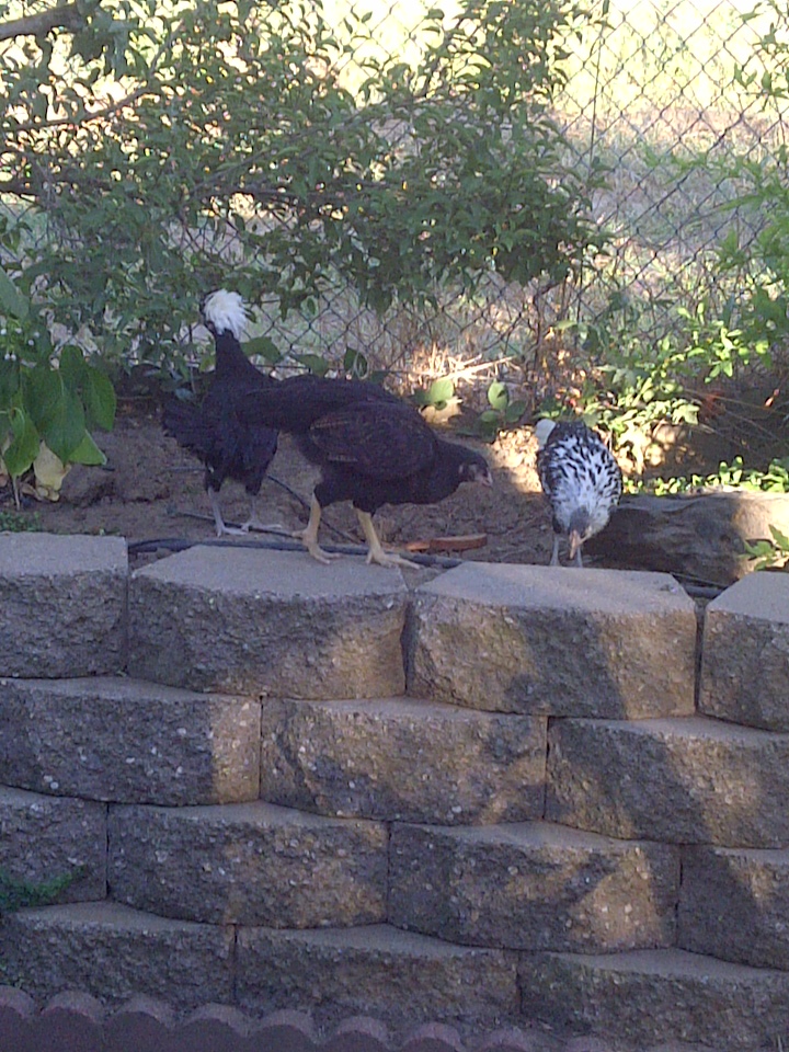 Puffin Egglatine and Olivia @ about 3 months old.