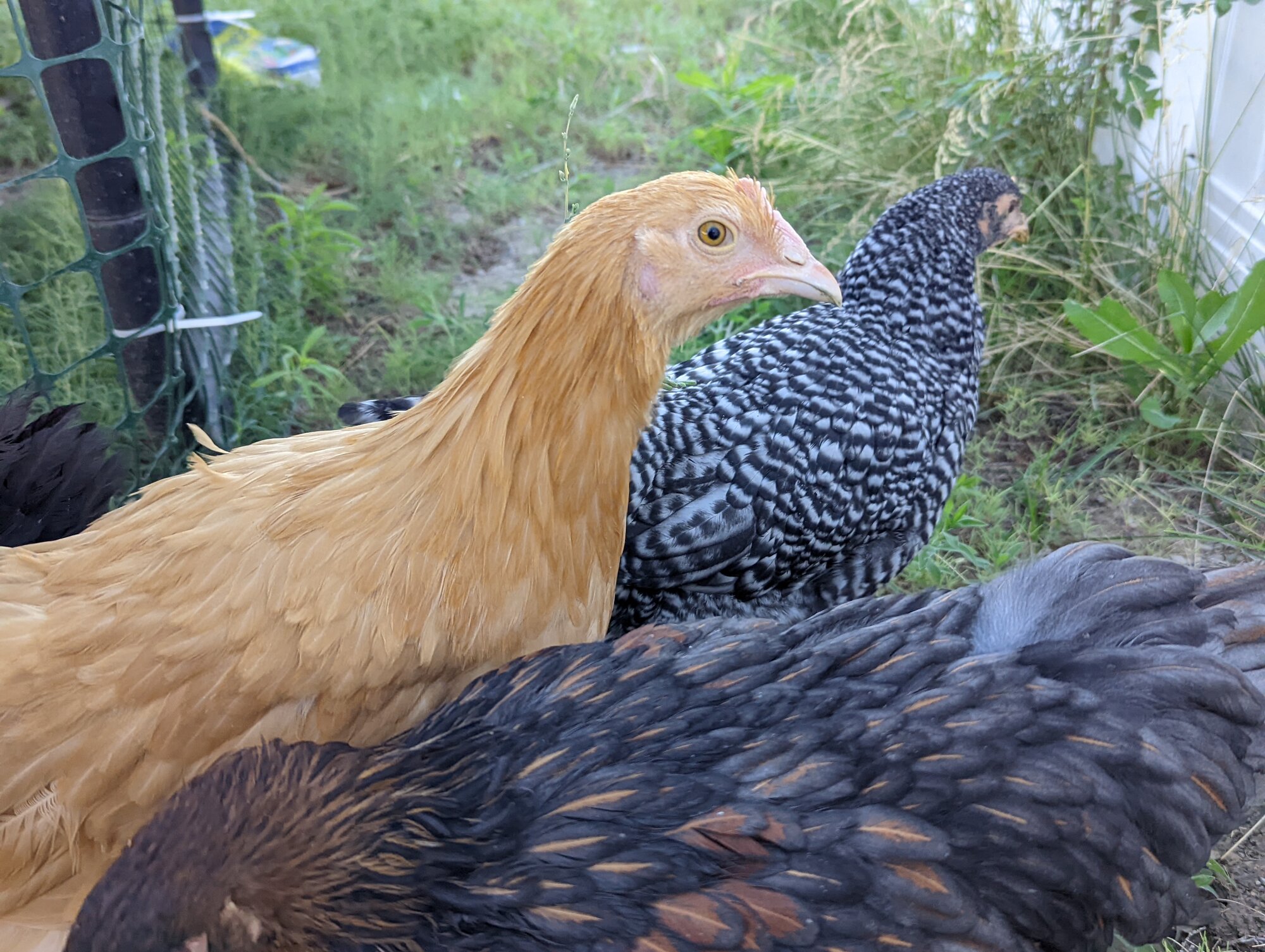 Puffpuff the Buff Orpington 1