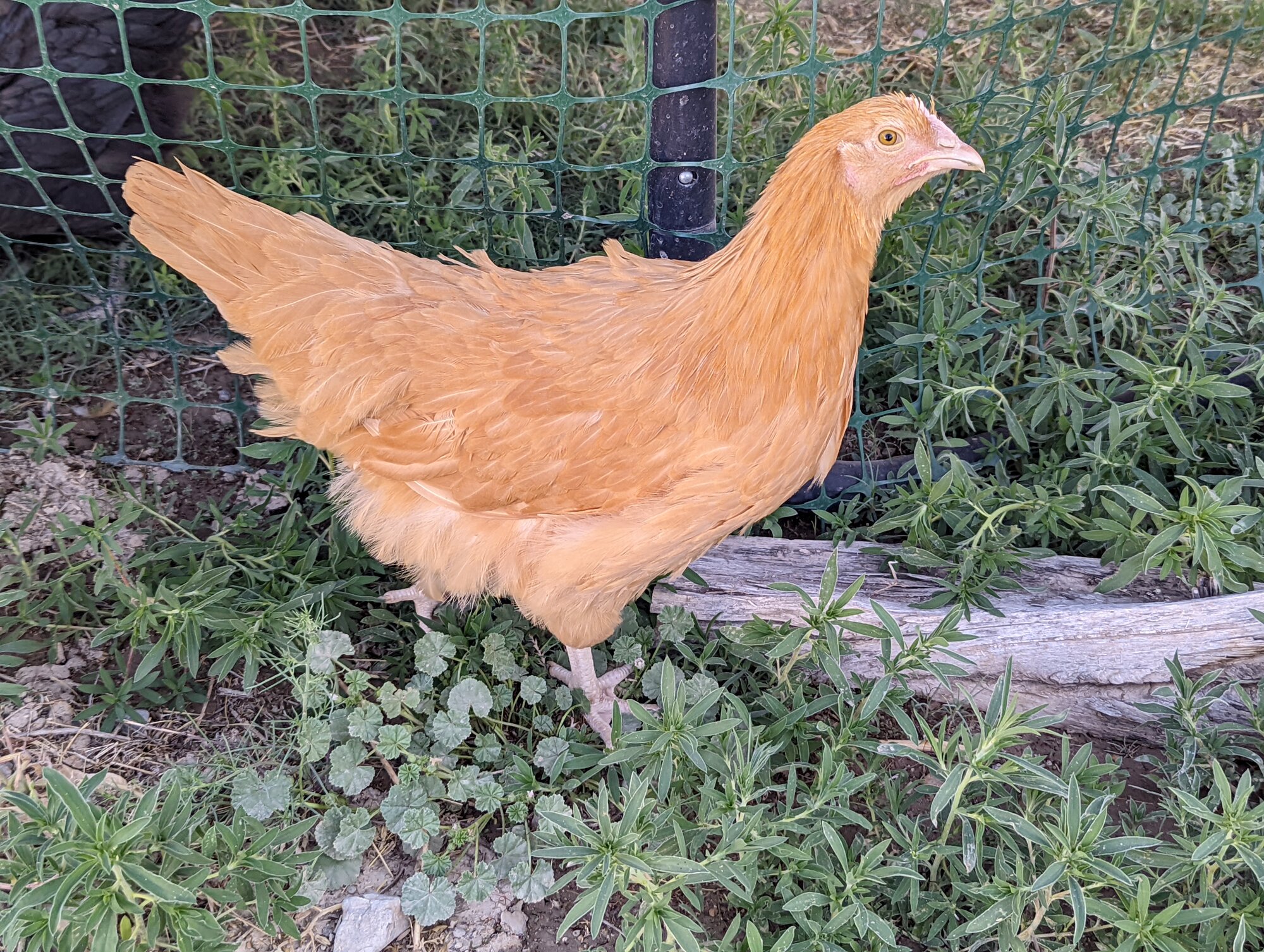 Puffpuff the Buff Orpington 2