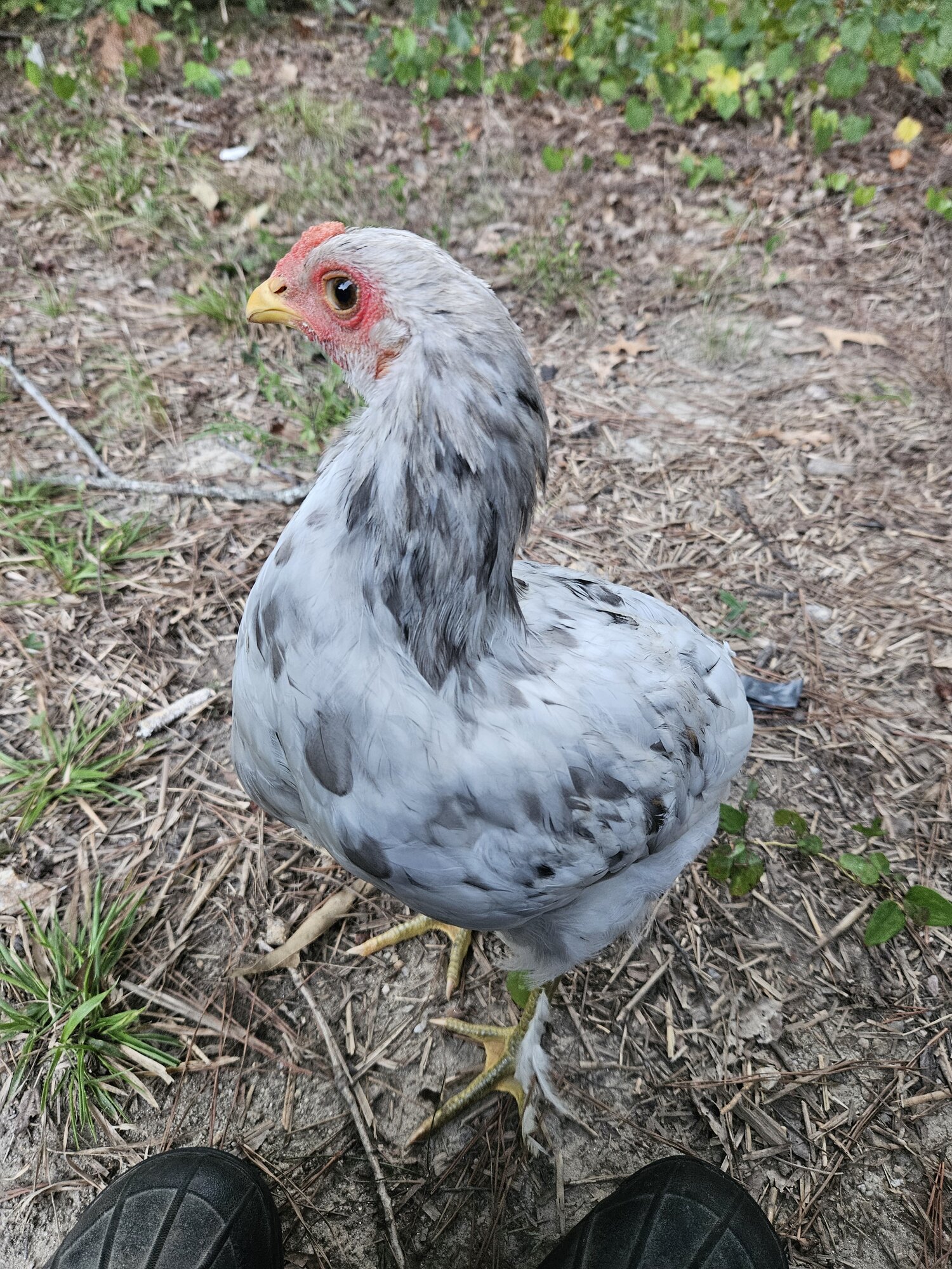 Puffy.jpg