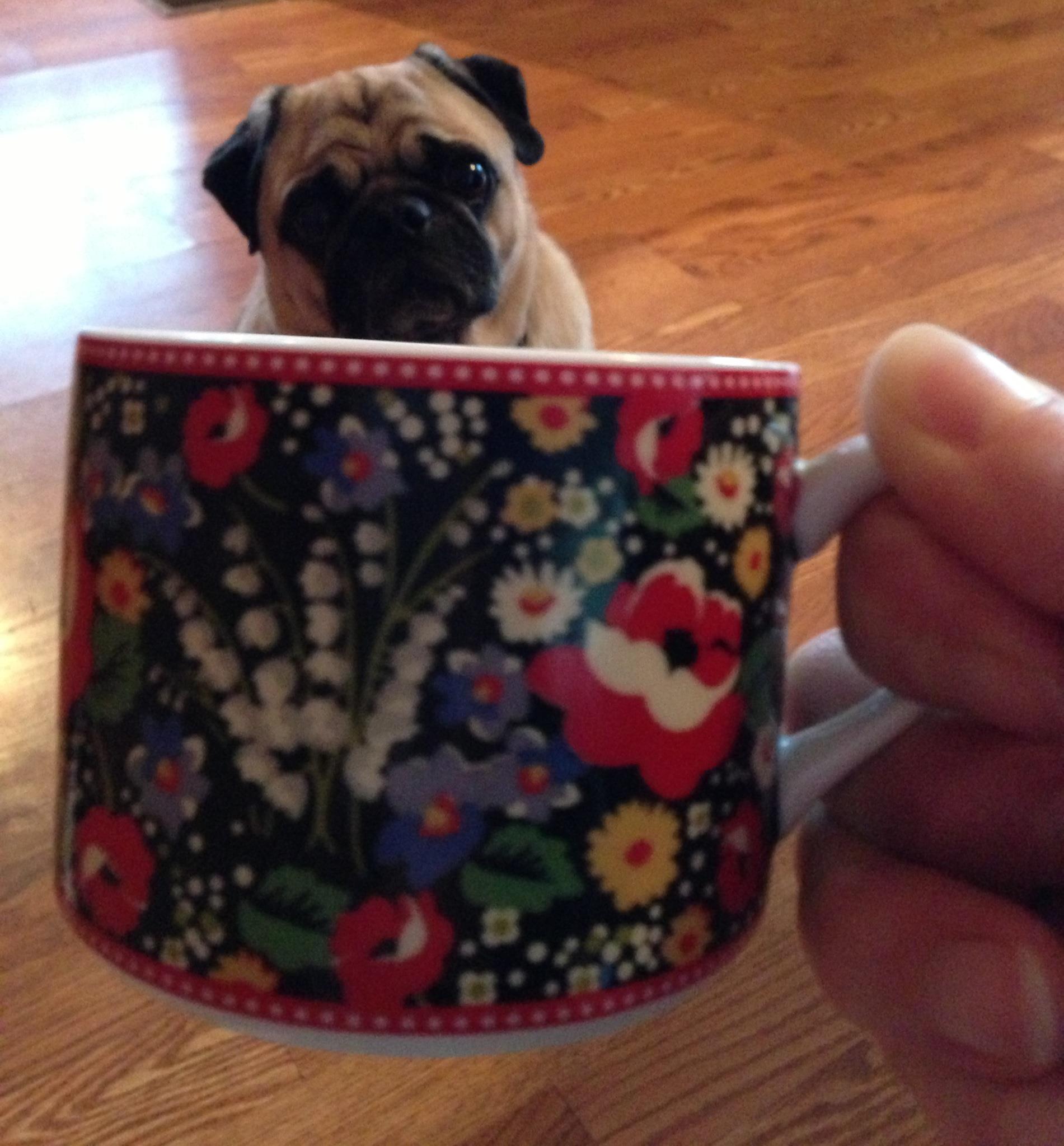 Pug in a Mug