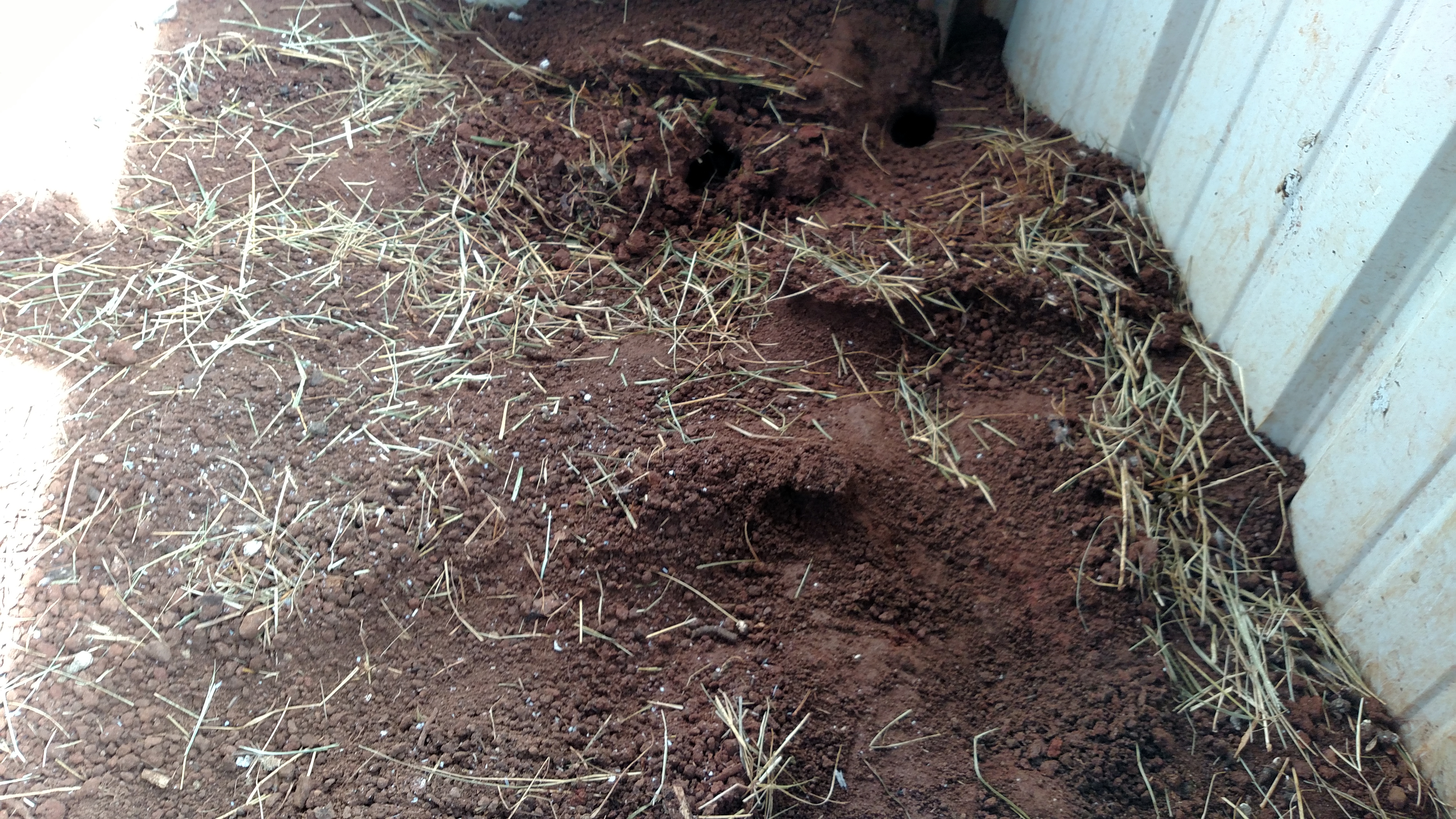 Pulled the wire cage in hen house to clean out and put Ideal chicks in it.  Found trails and holes in dirt under cage.  Don't know if it's mice/rats, snake or what.  Whatever it is, is digging under metal wall to get in.