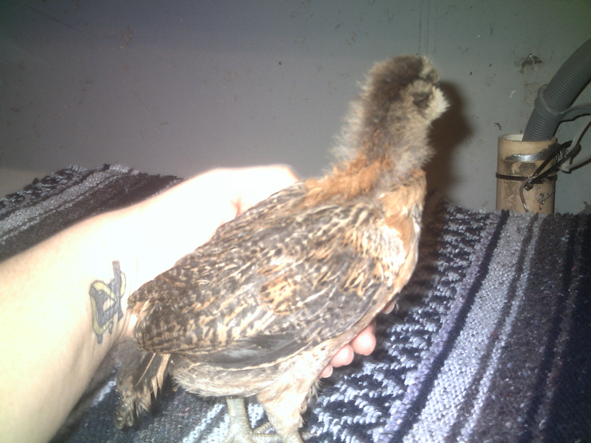 Pullet 1