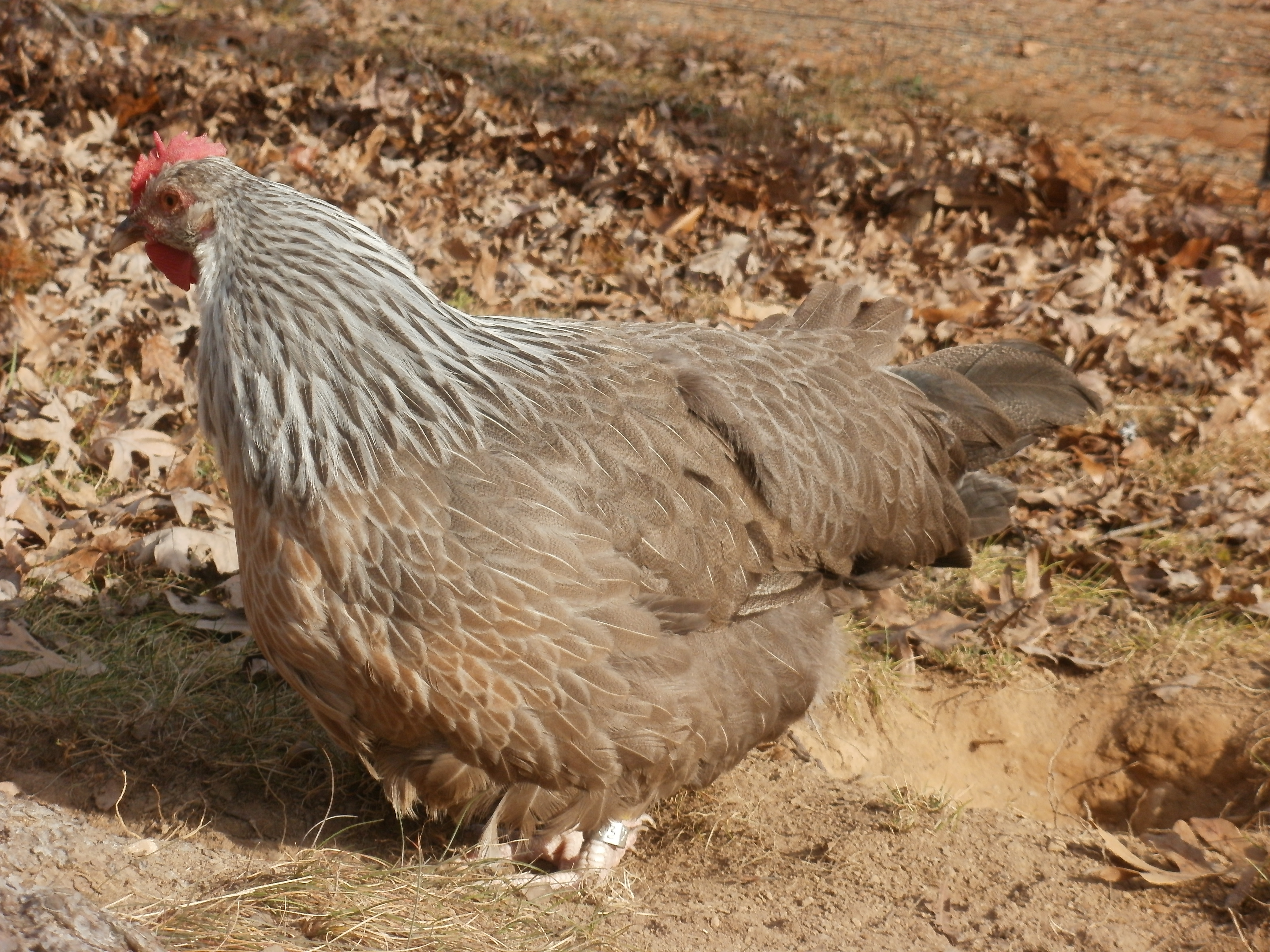 Pullet #1