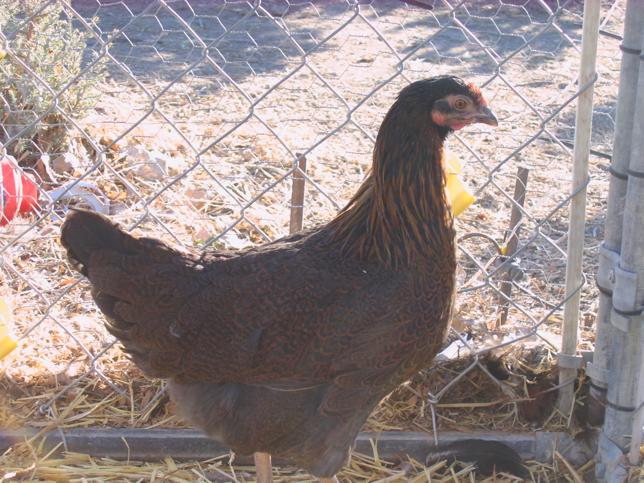 Pullet 12/1/1