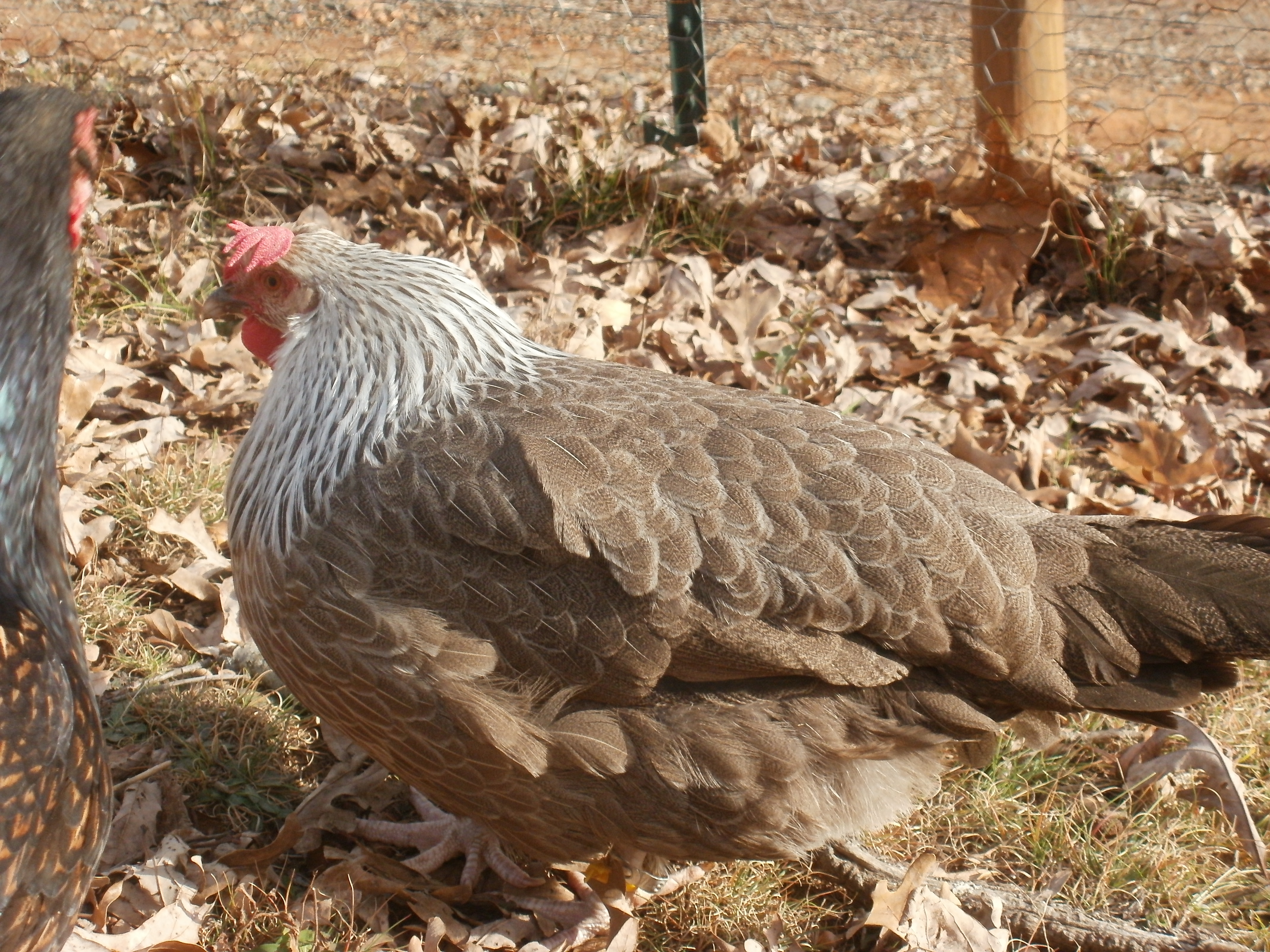 Pullet #2