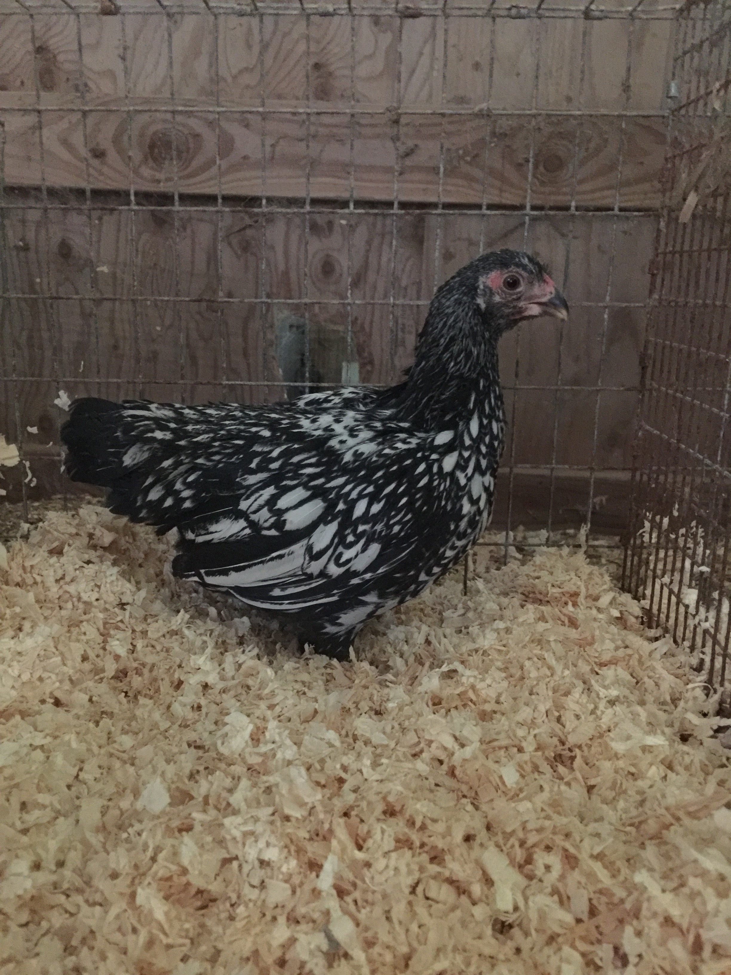 pullet 20 weeks