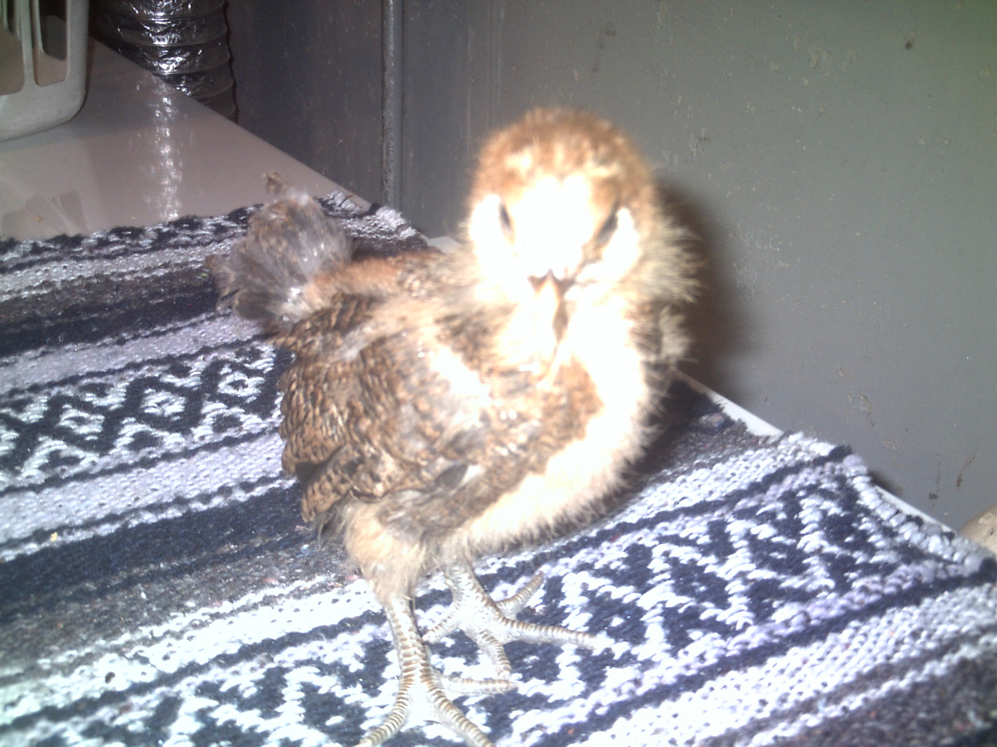 Pullet 3