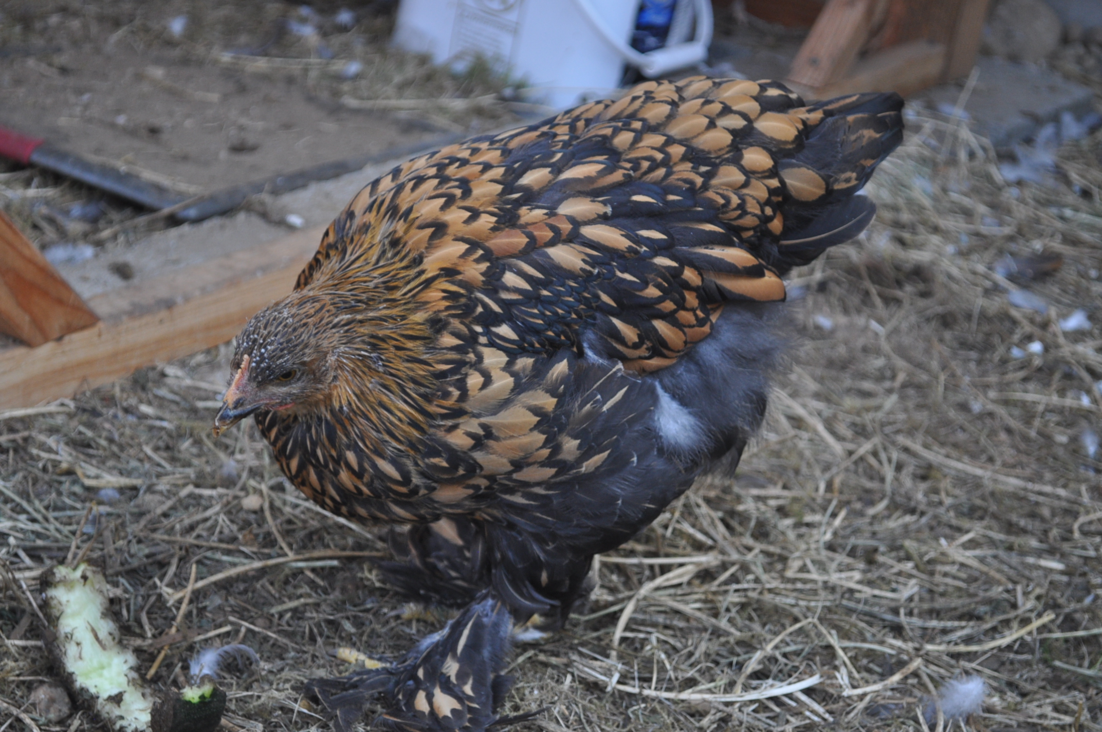 Pullet #3