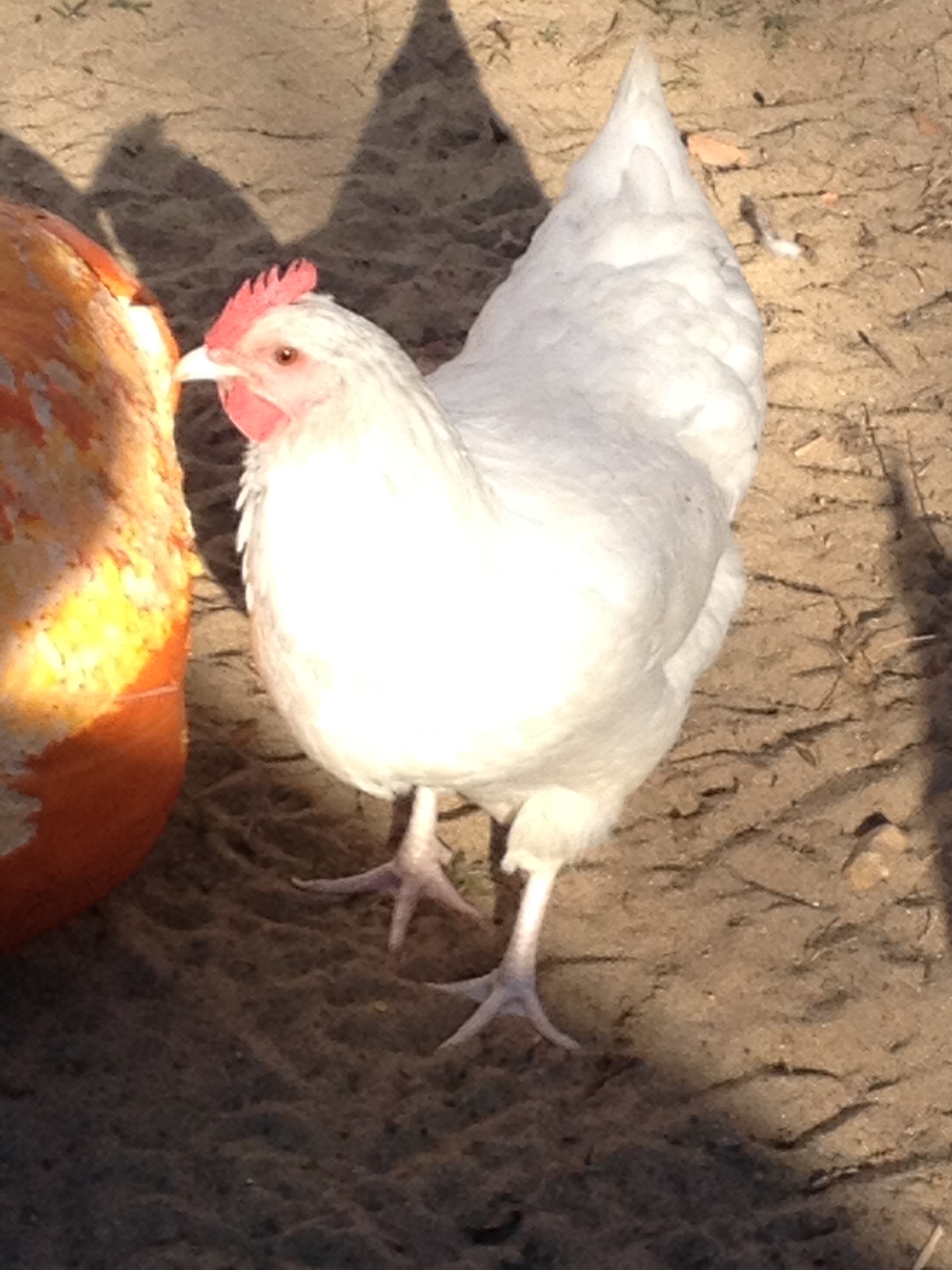 Pullet 6 mo. old. Tilde is her name.