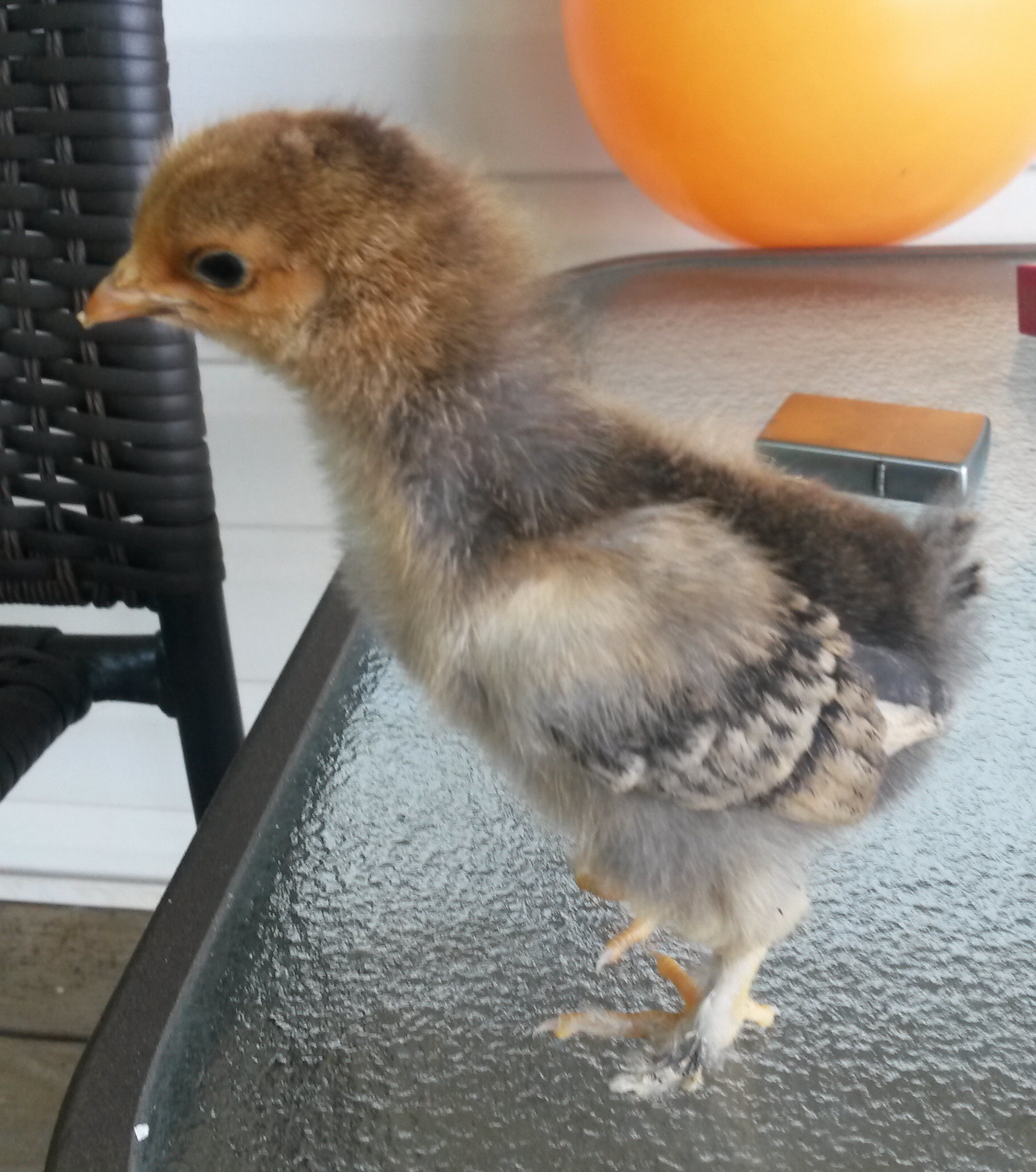Pullet at 10 days old.