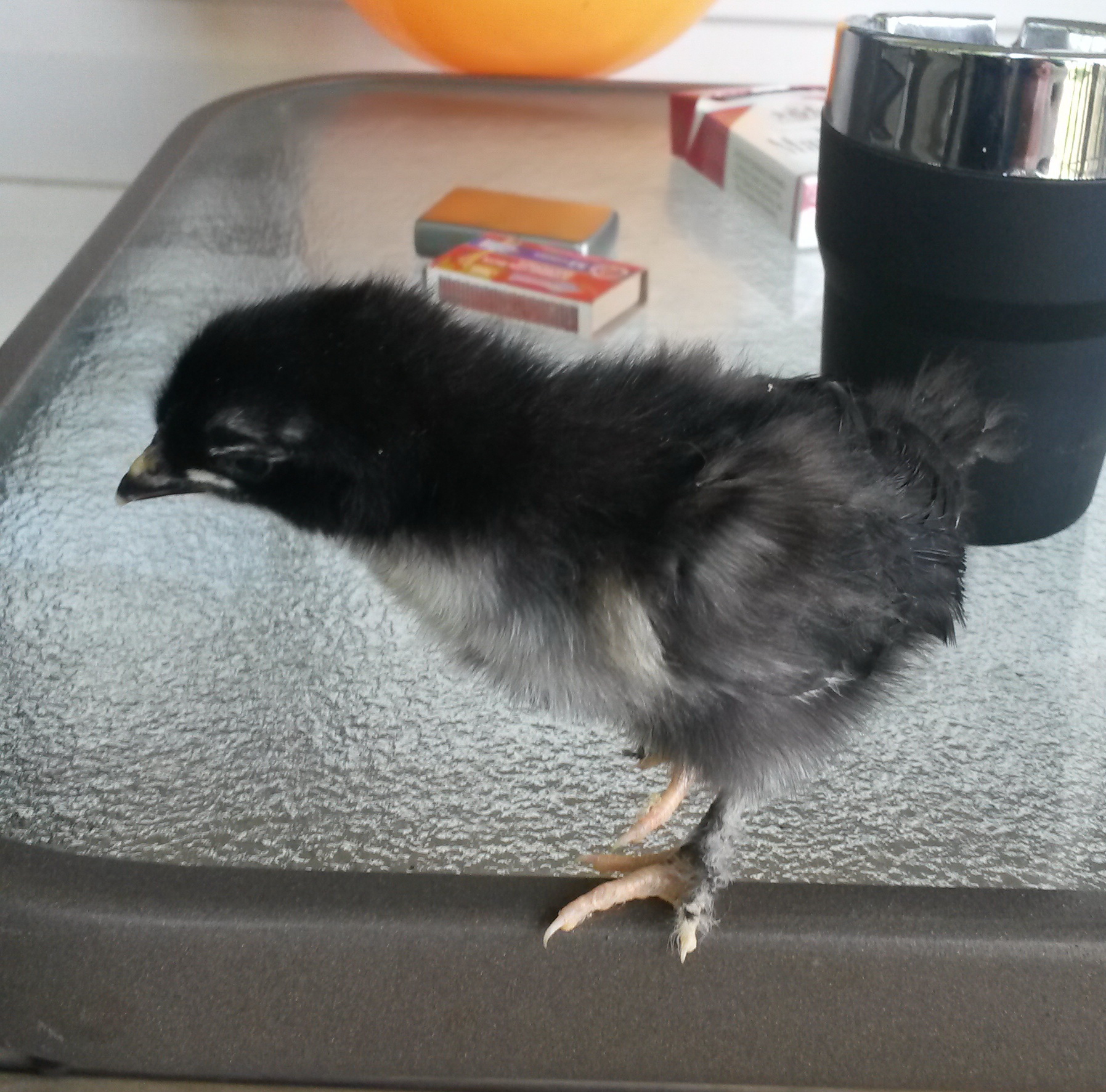 Pullet at 10 days.