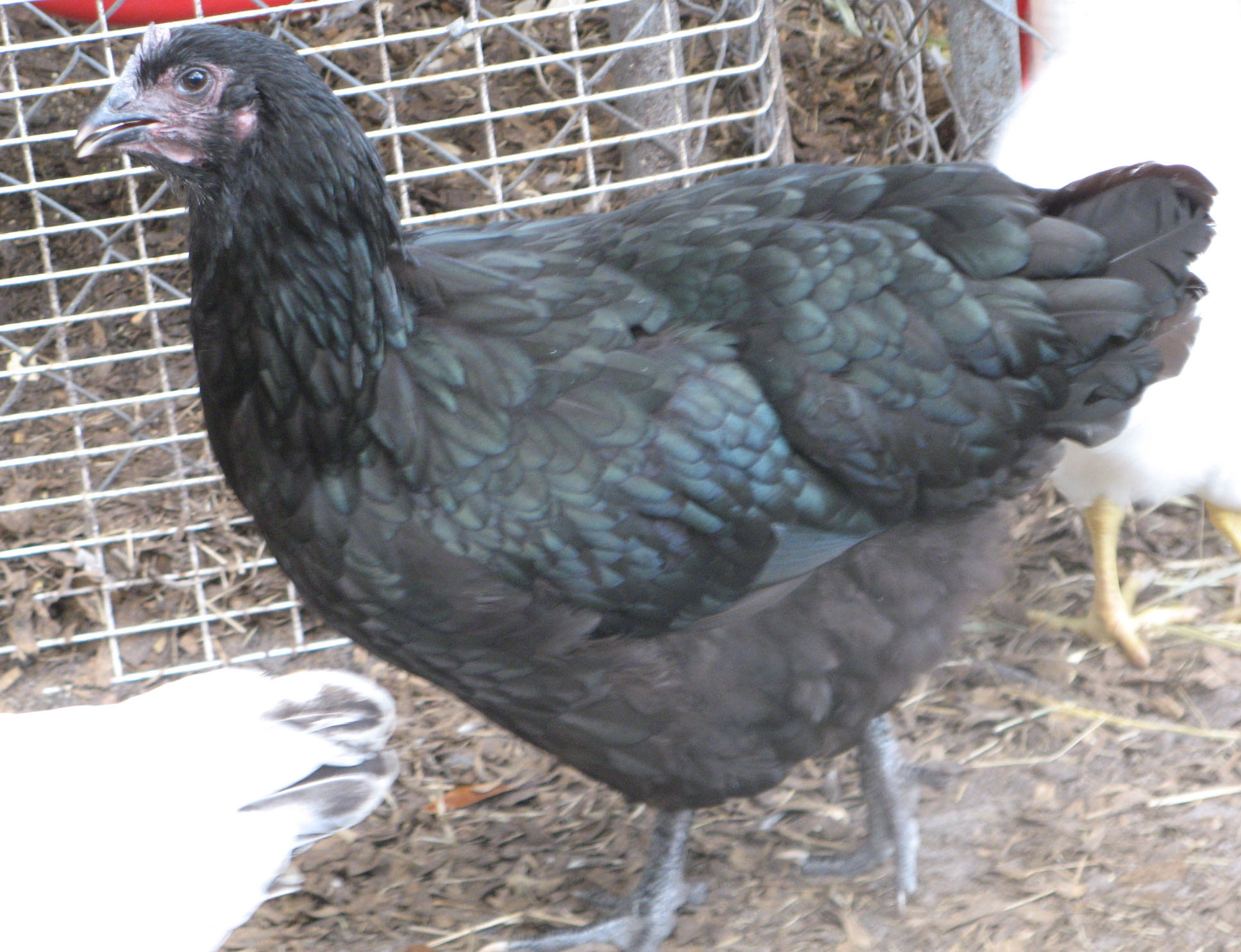 Pullet at 4 months.