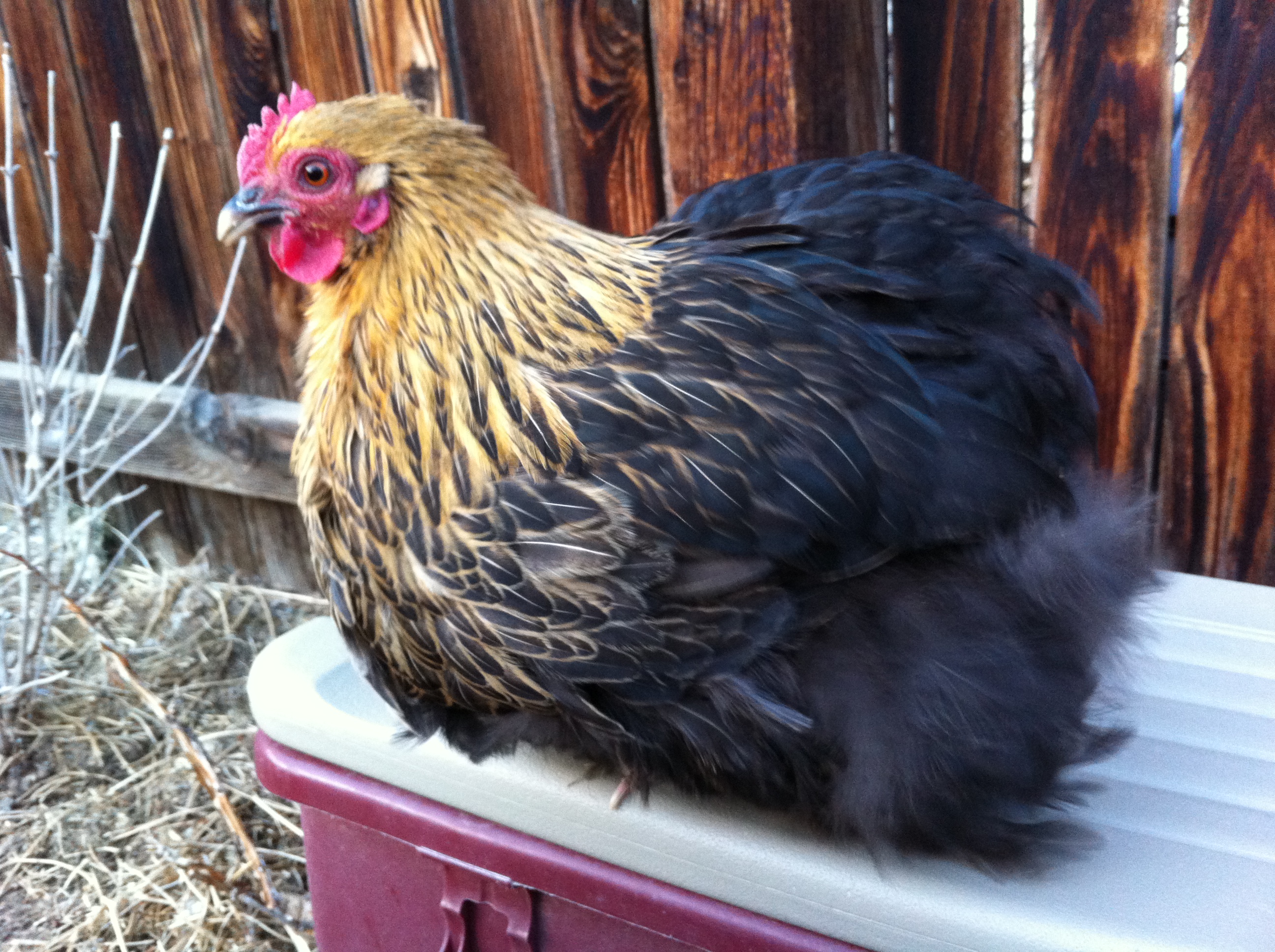 Pullet at maturity