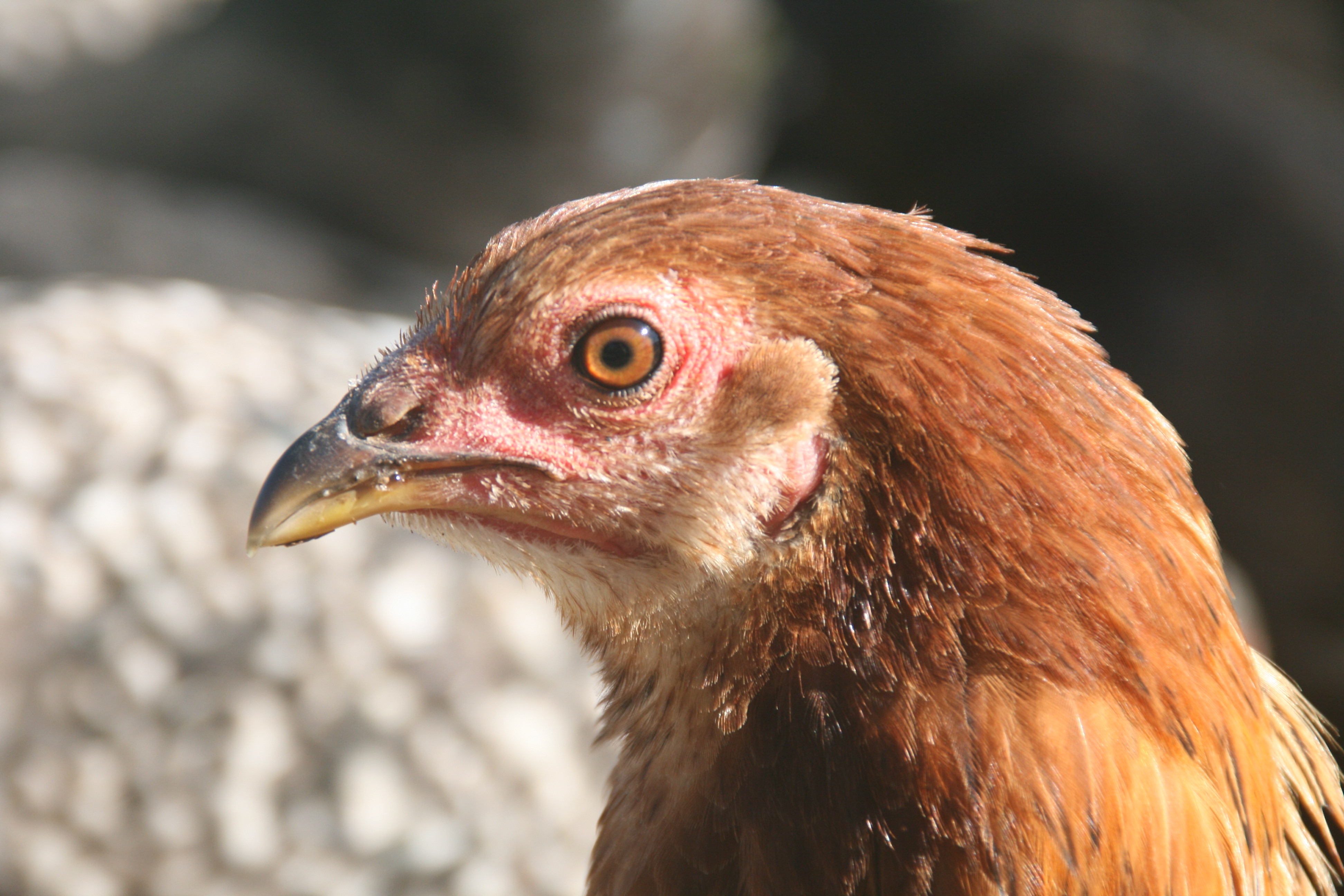 Pullet BellaRose