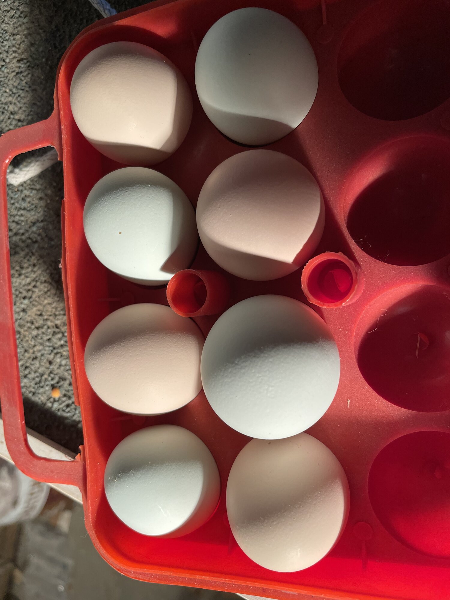 Pullet Eggs 2023