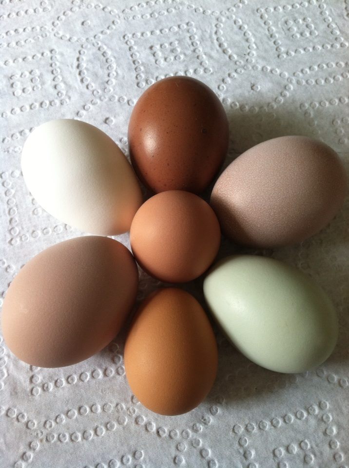 Pullet eggs from our girls clockwise from top: Morgaine the Black Copper Marans (RIP), Amelia the Golden Buff (Star/Comet), Clara the EE, Snow the White Rock, Baby the Buff Orp and Victoria the Silver Grey Dorking
