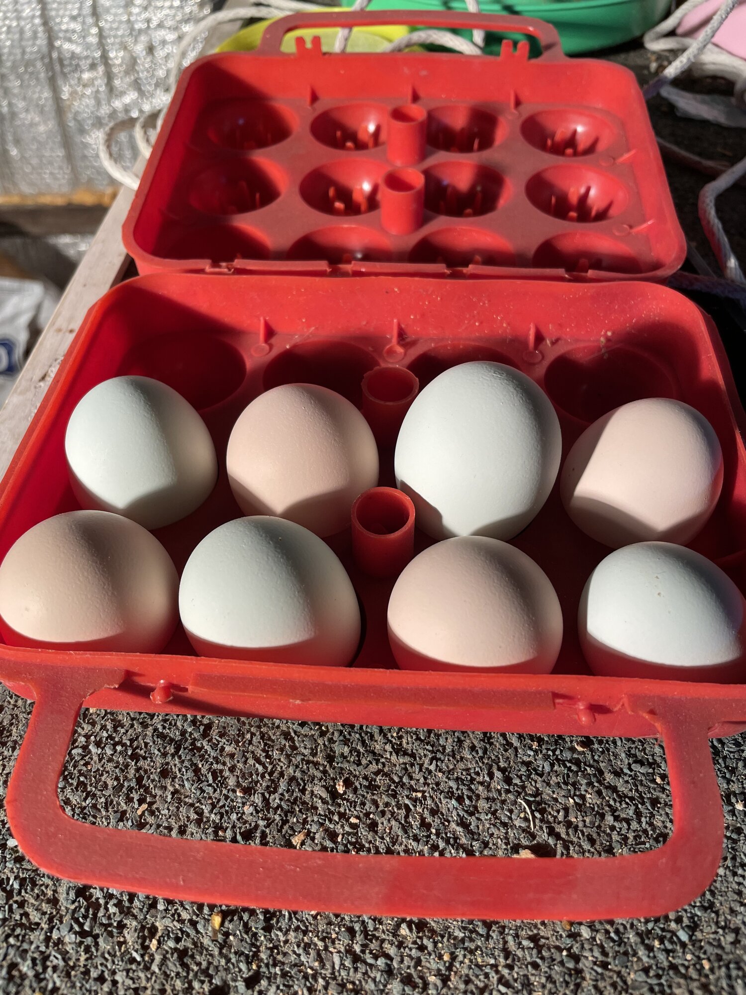 Pullet Eggs