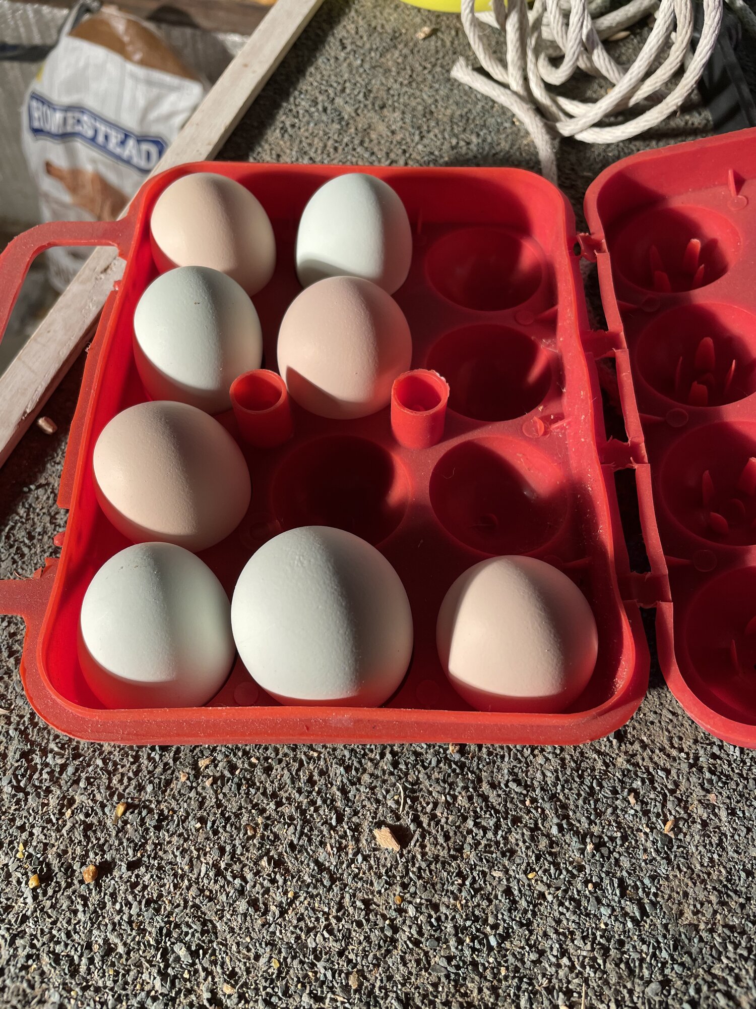 Pullet Eggs