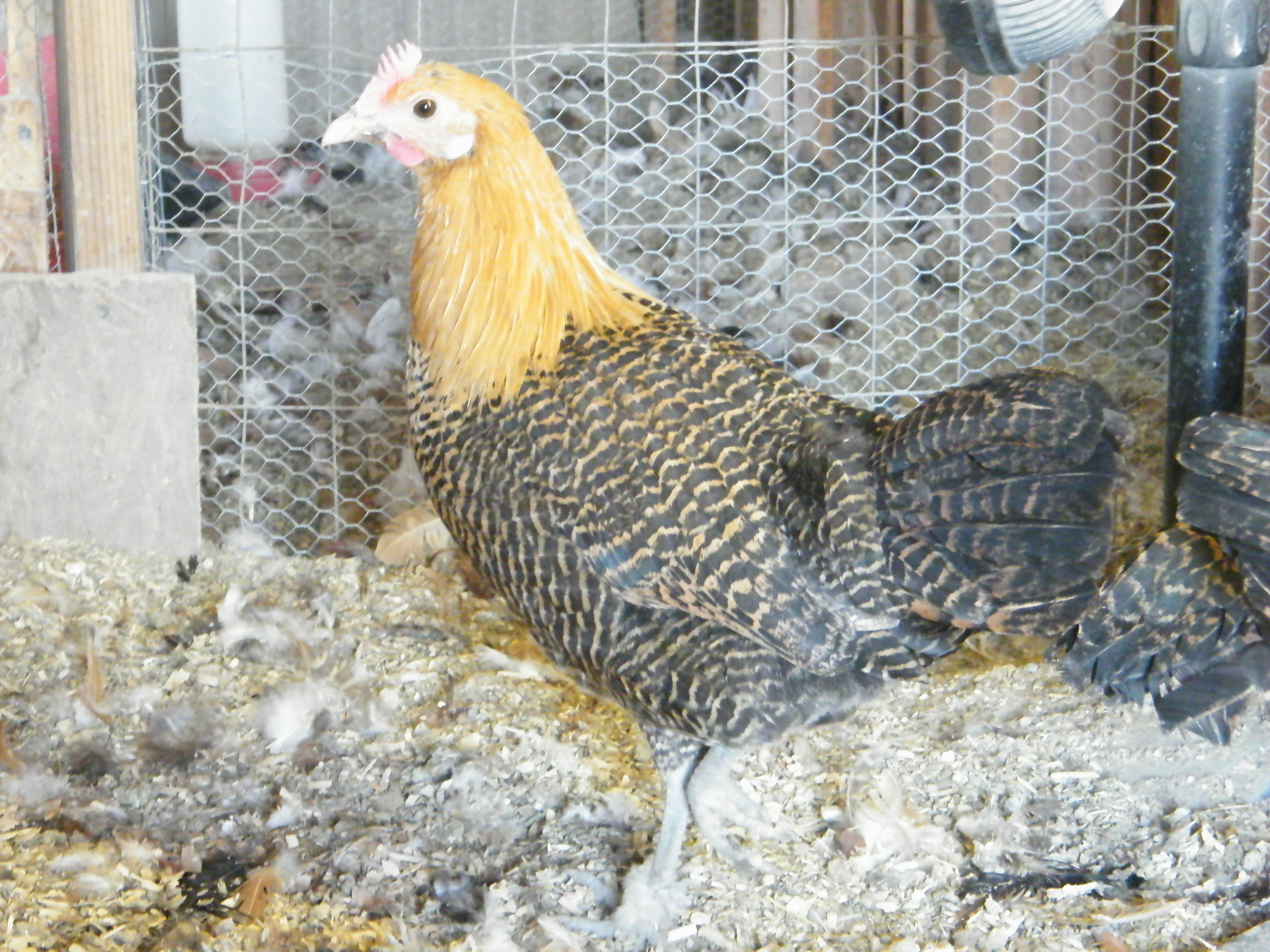 pullet from 2012 hatch